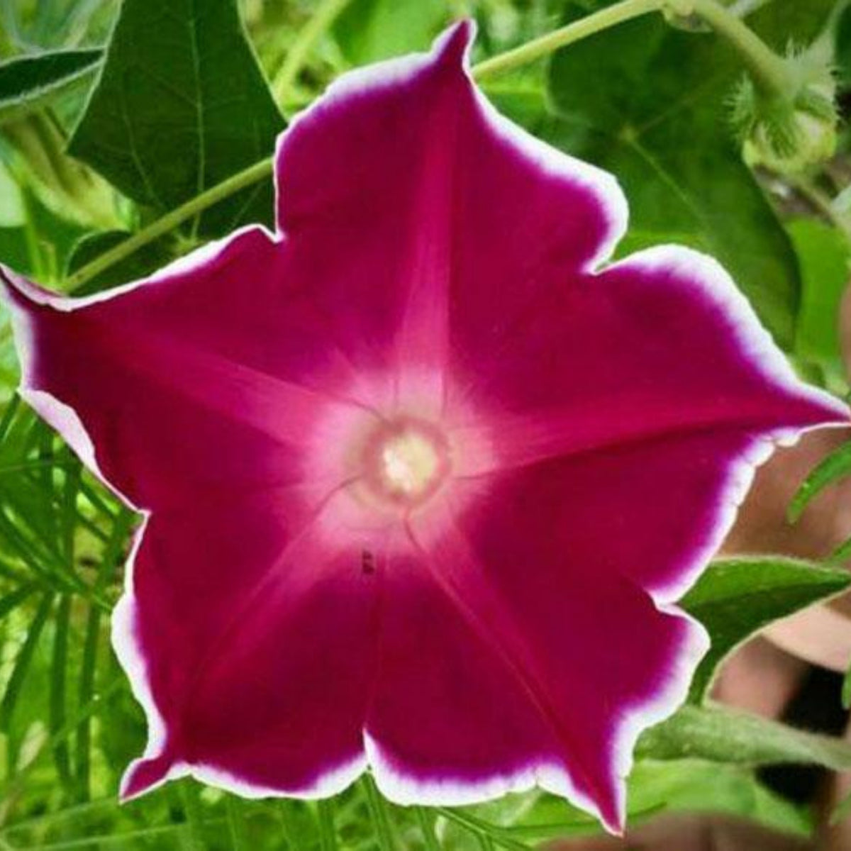 30+ Rare Seeds-Red Picotee Morning Glory Seeds