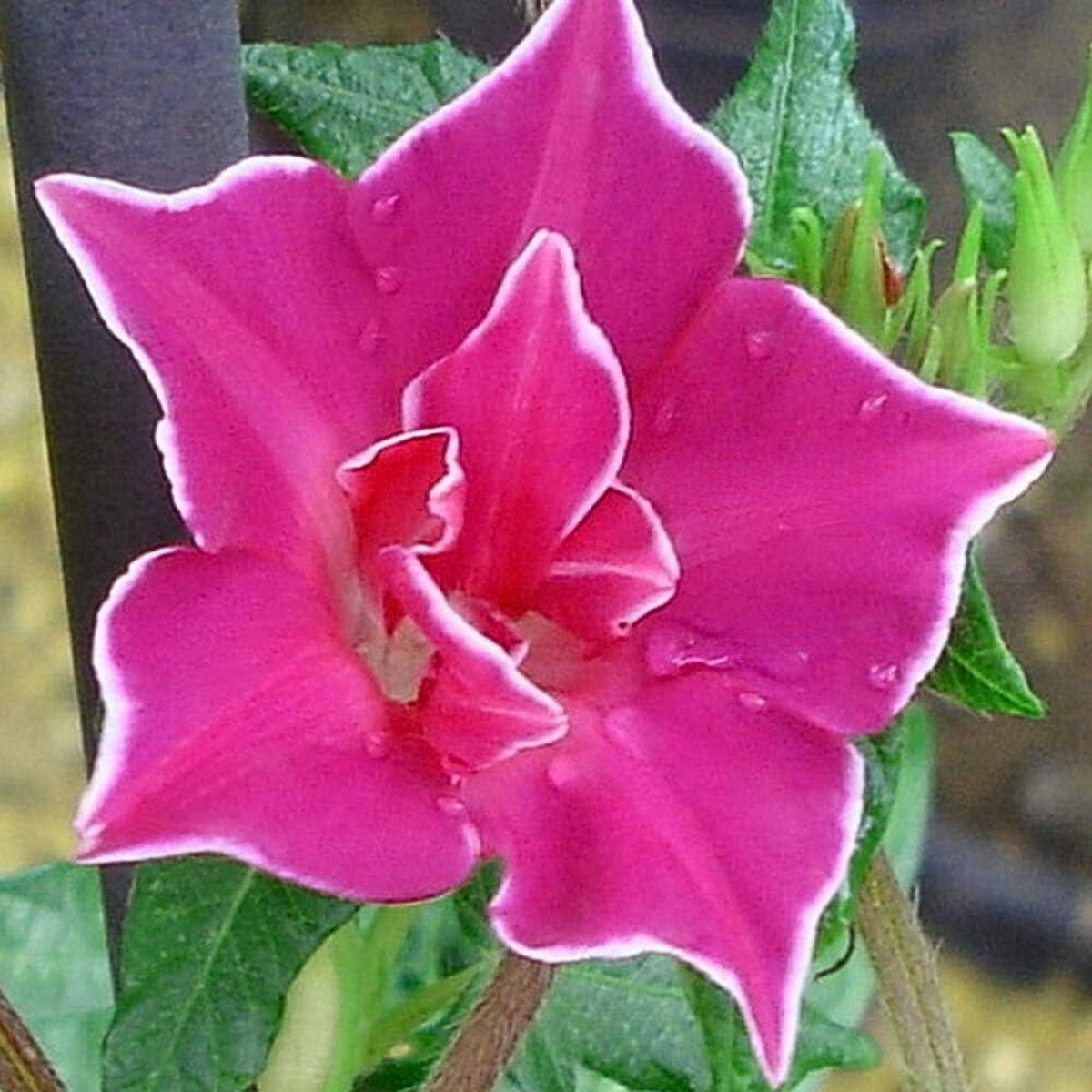 30+ Rare Seeds-Red Picotee Morning Glory Seeds