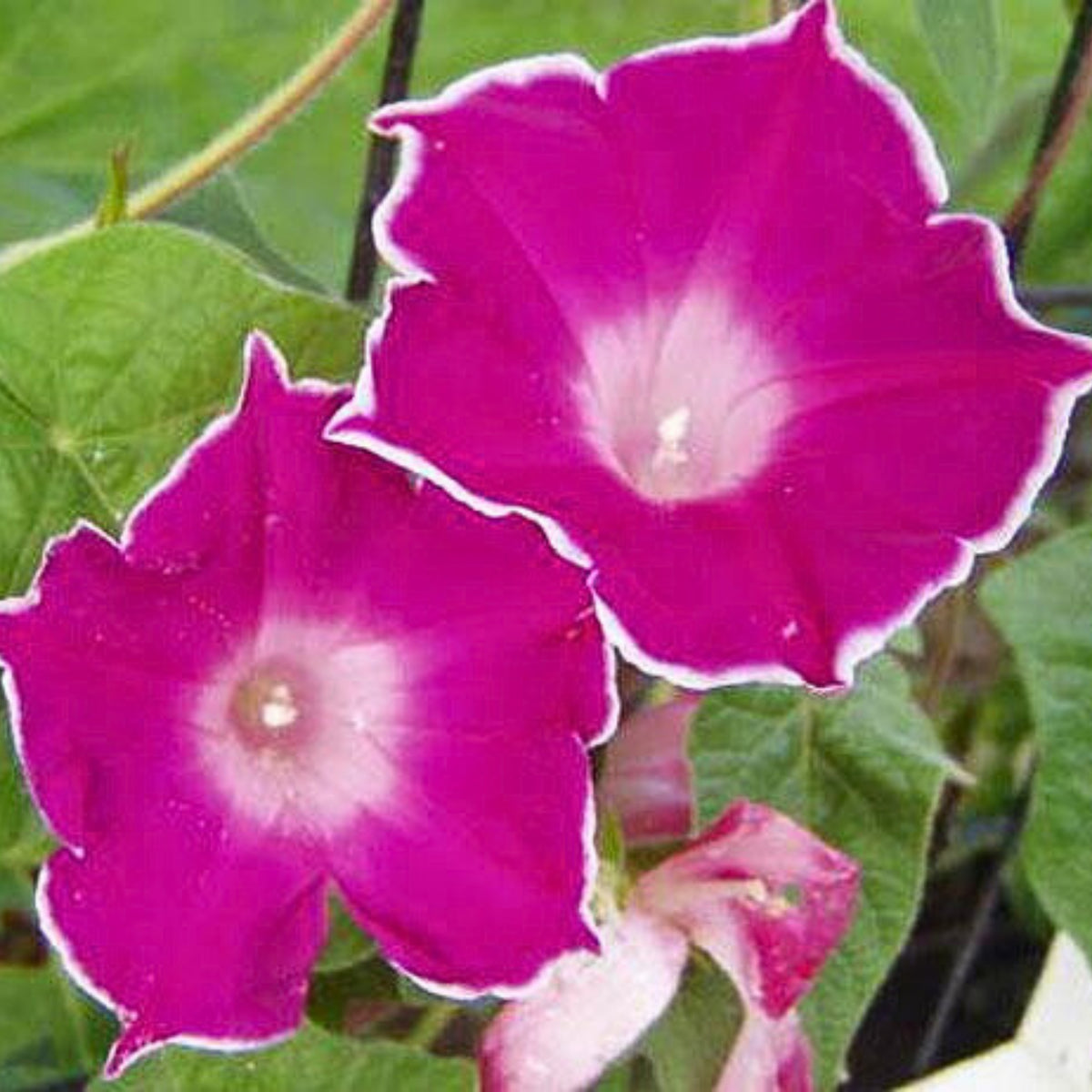 30+ Rare Seeds-Red Picotee Morning Glory Seeds