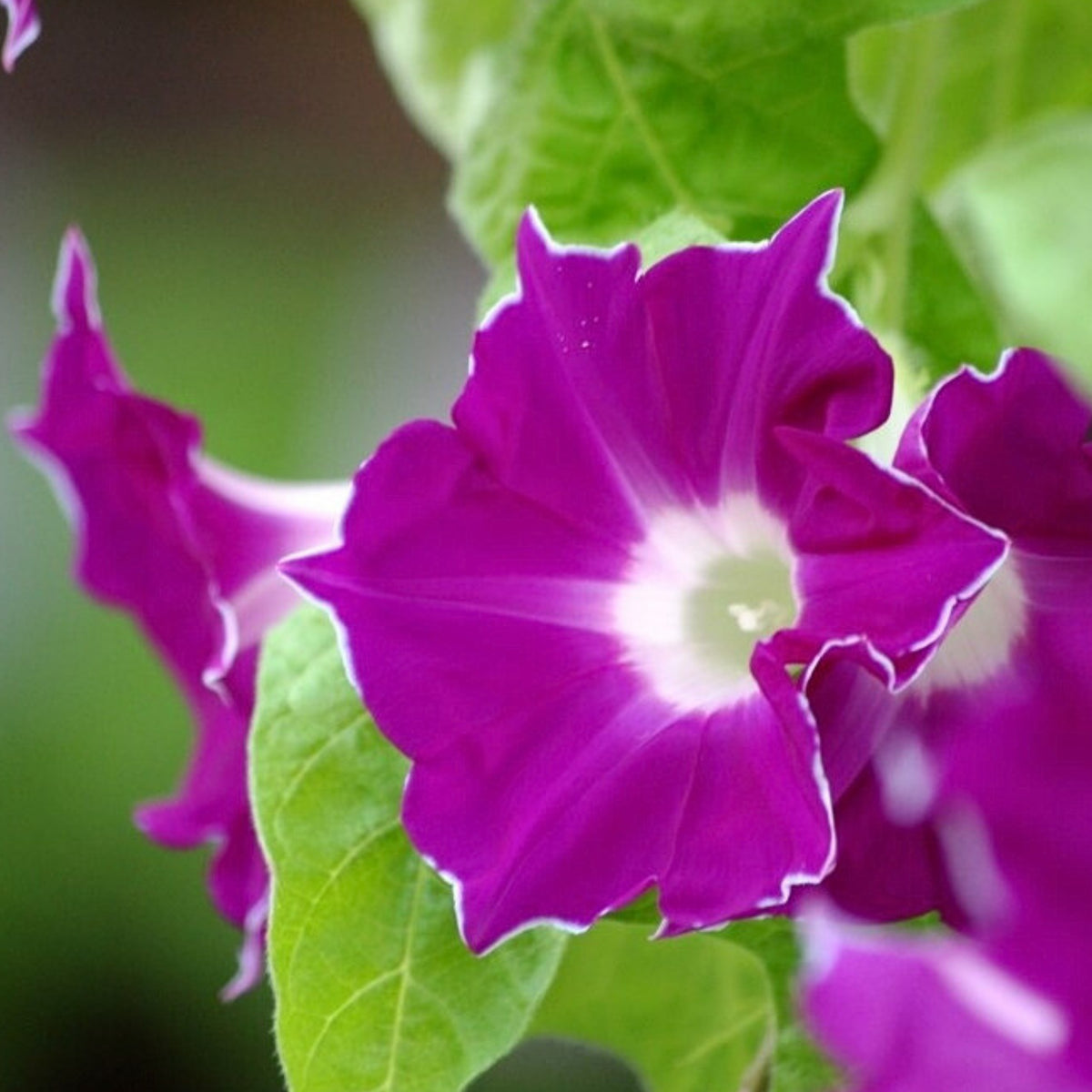 30+ Rare Seeds-Red Picotee Morning Glory Seeds