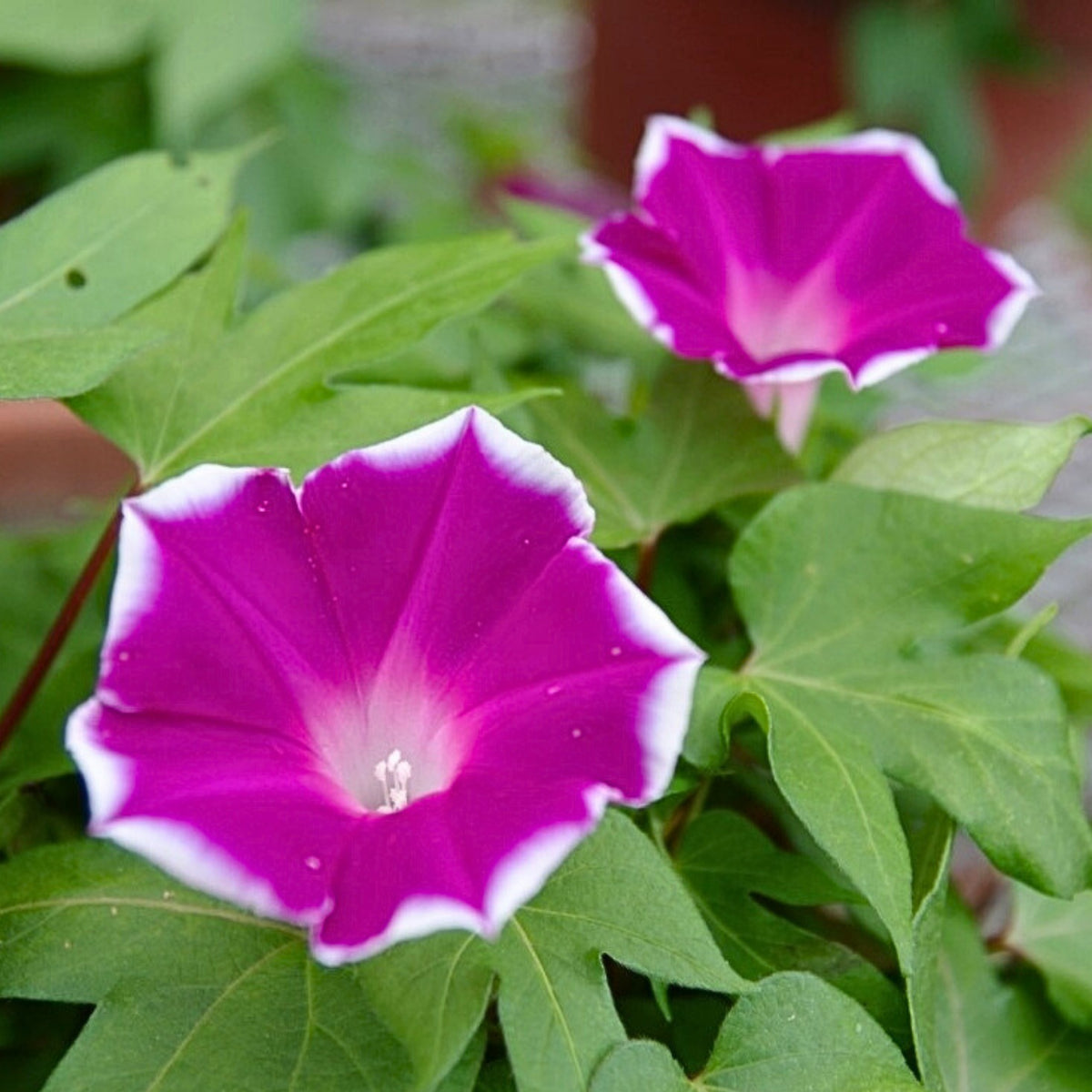 30+ Rare Seeds-Red Picotee Morning Glory Seeds