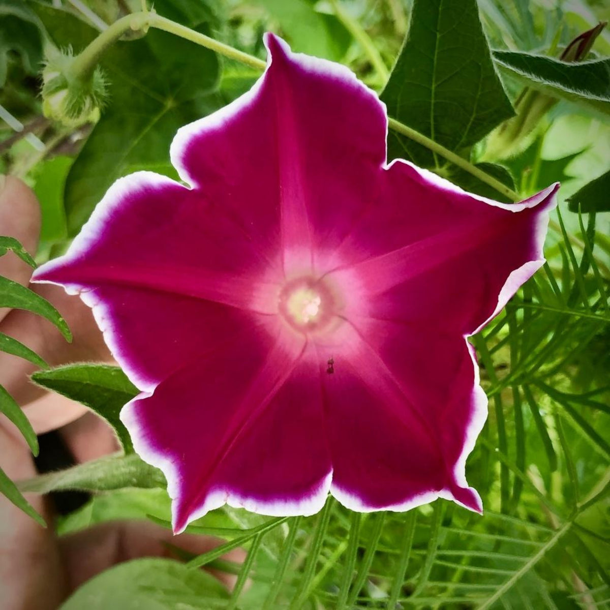 30+ Rare Seeds-Red Picotee Morning Glory Seeds