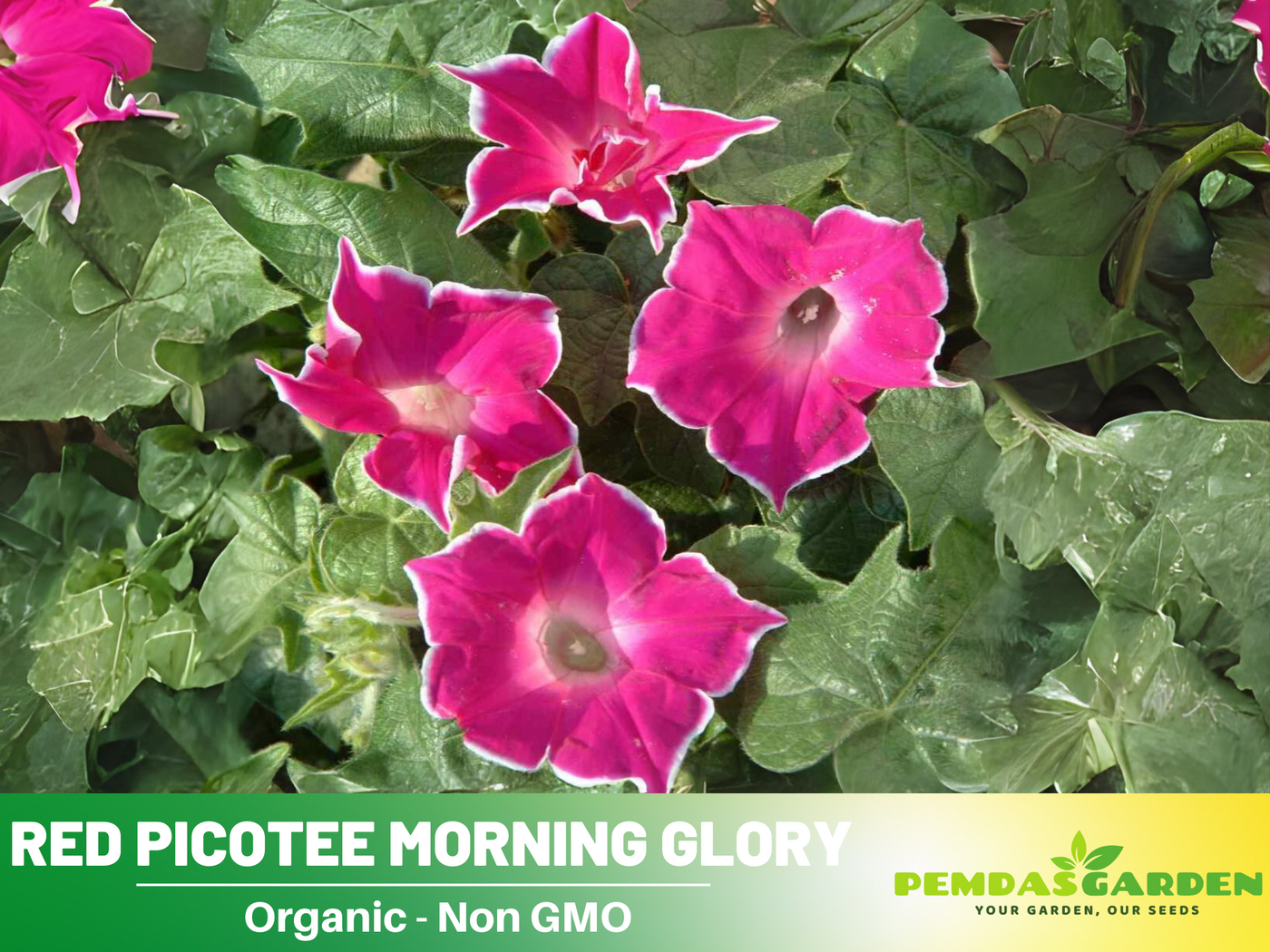 red morning glory seeds 30+ Rare Seeds-Red Picotee Morning Glory Seeds- Ipomoea Climbing Vine Fast Growing Annual Flower with Colorful Blooms for Garden Trellis Fence,