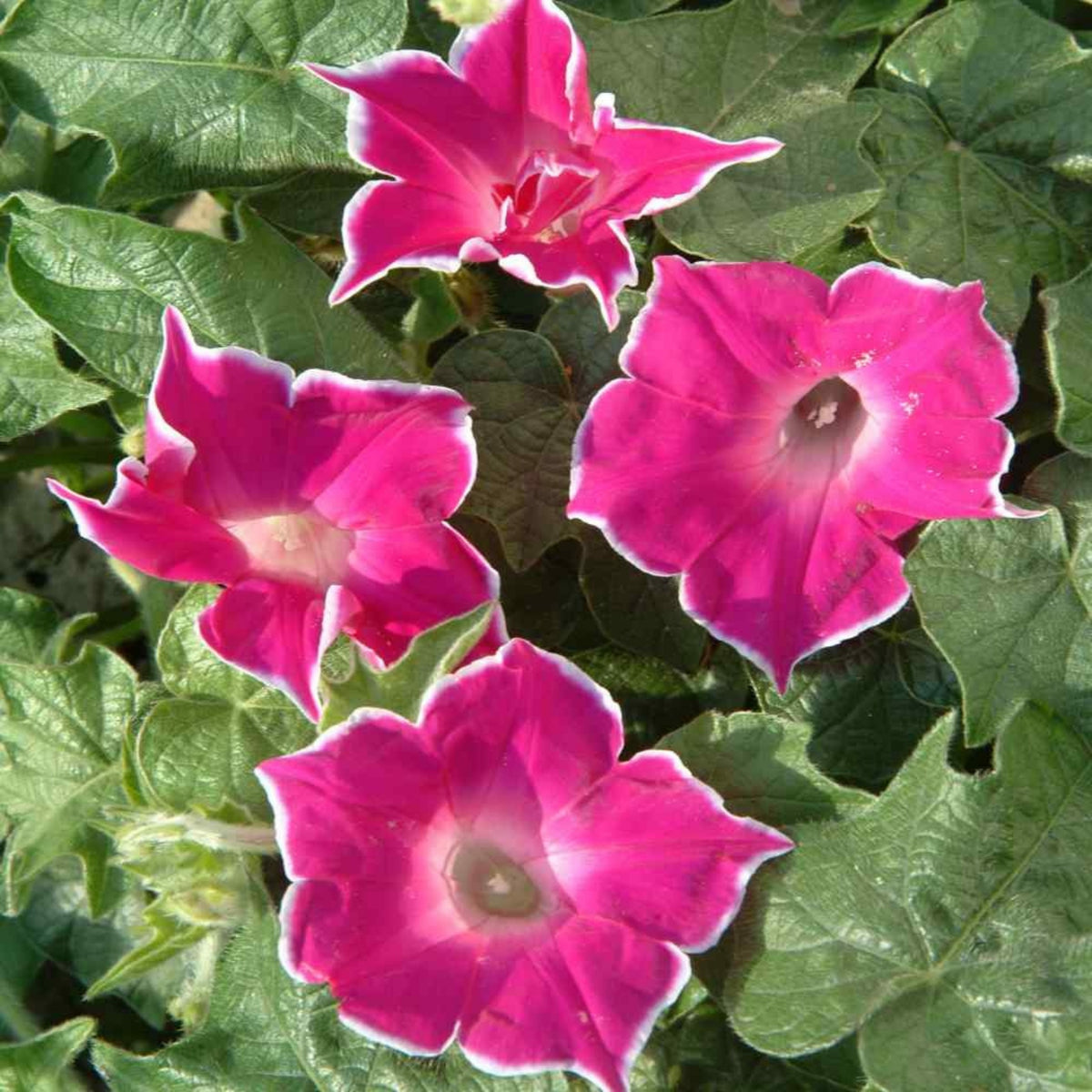 30+ Rare Seeds-Red Picotee Morning Glory Seeds