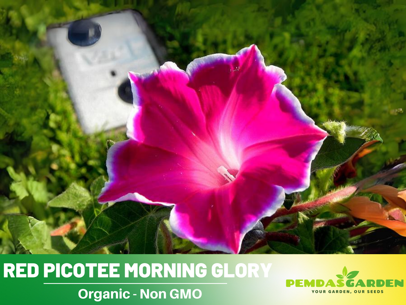 red morning glory seeds 30+ Rare Seeds-Red Picotee Morning Glory Seeds- Ipomoea Climbing Vine Fast Growing Annual Flower with Colorful Blooms for Garden Trellis Fence,