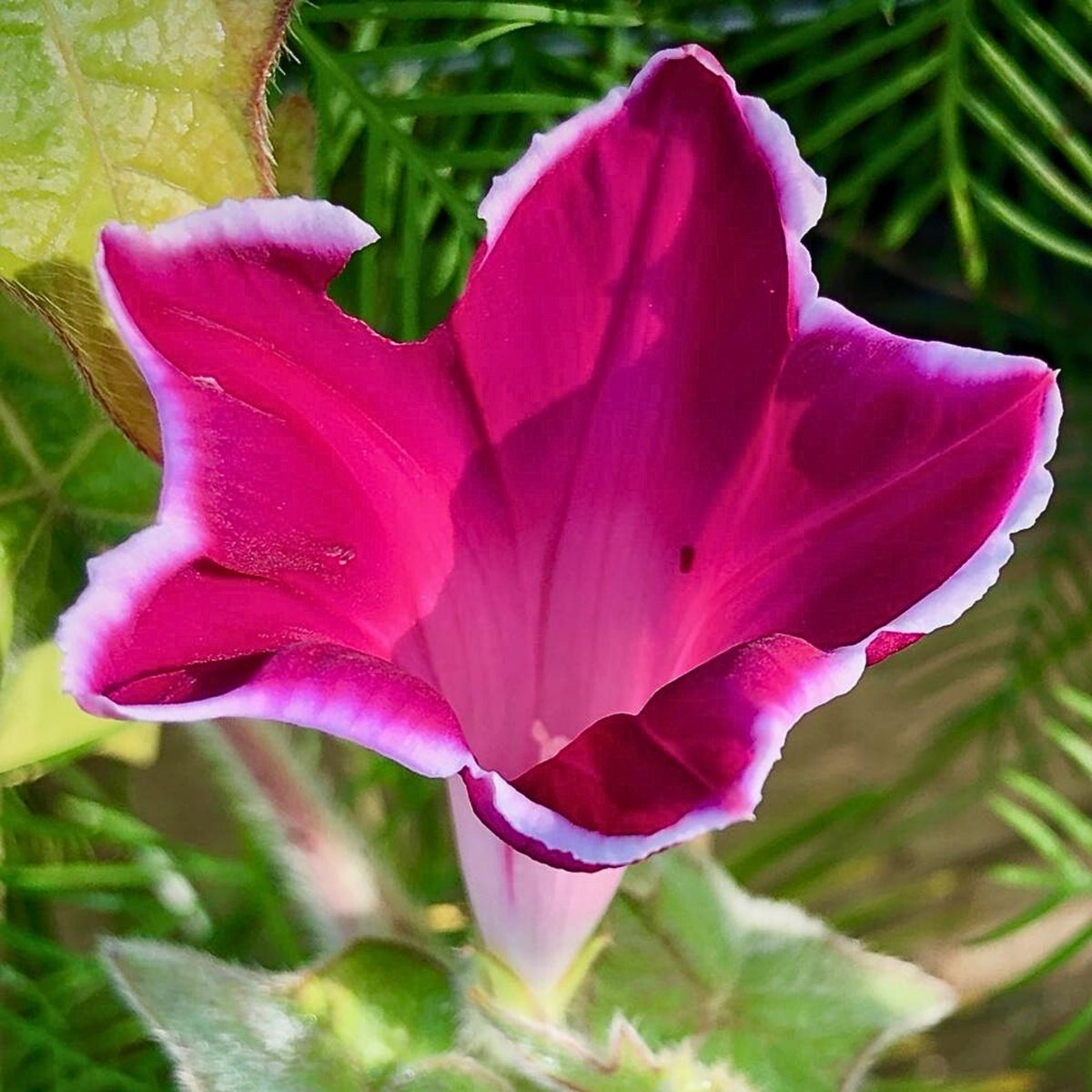 30+ Rare Seeds-Red Picotee Morning Glory Seeds