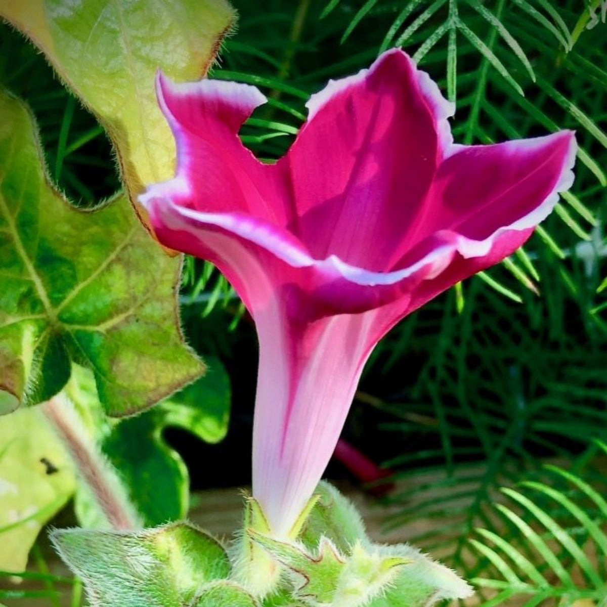 30+ Rare Seeds-Red Picotee Morning Glory Seeds