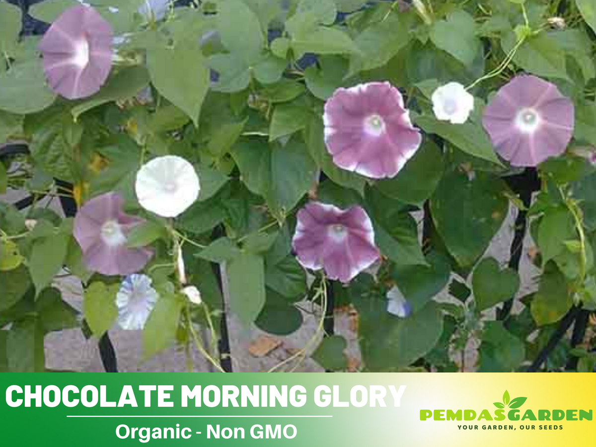 30+ Rare Seeds - Chocolate Morning Glory Seeds