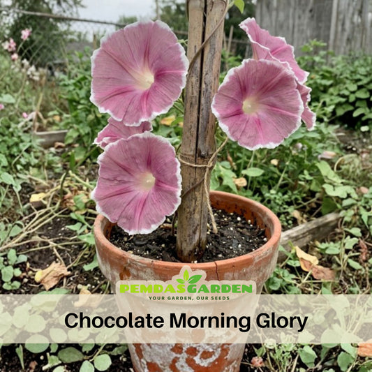 30+ Rare Seeds-Chocolate Morning Glory Seeds