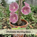30+ Rare Seeds-Chocolate morning glory Seeds- Ipomoea Climbing Vine Fast Growing Annual Flower with Colorful Blooms for Garden Trellis Fence, Attracts Hummingbirds And Butterflies #F012