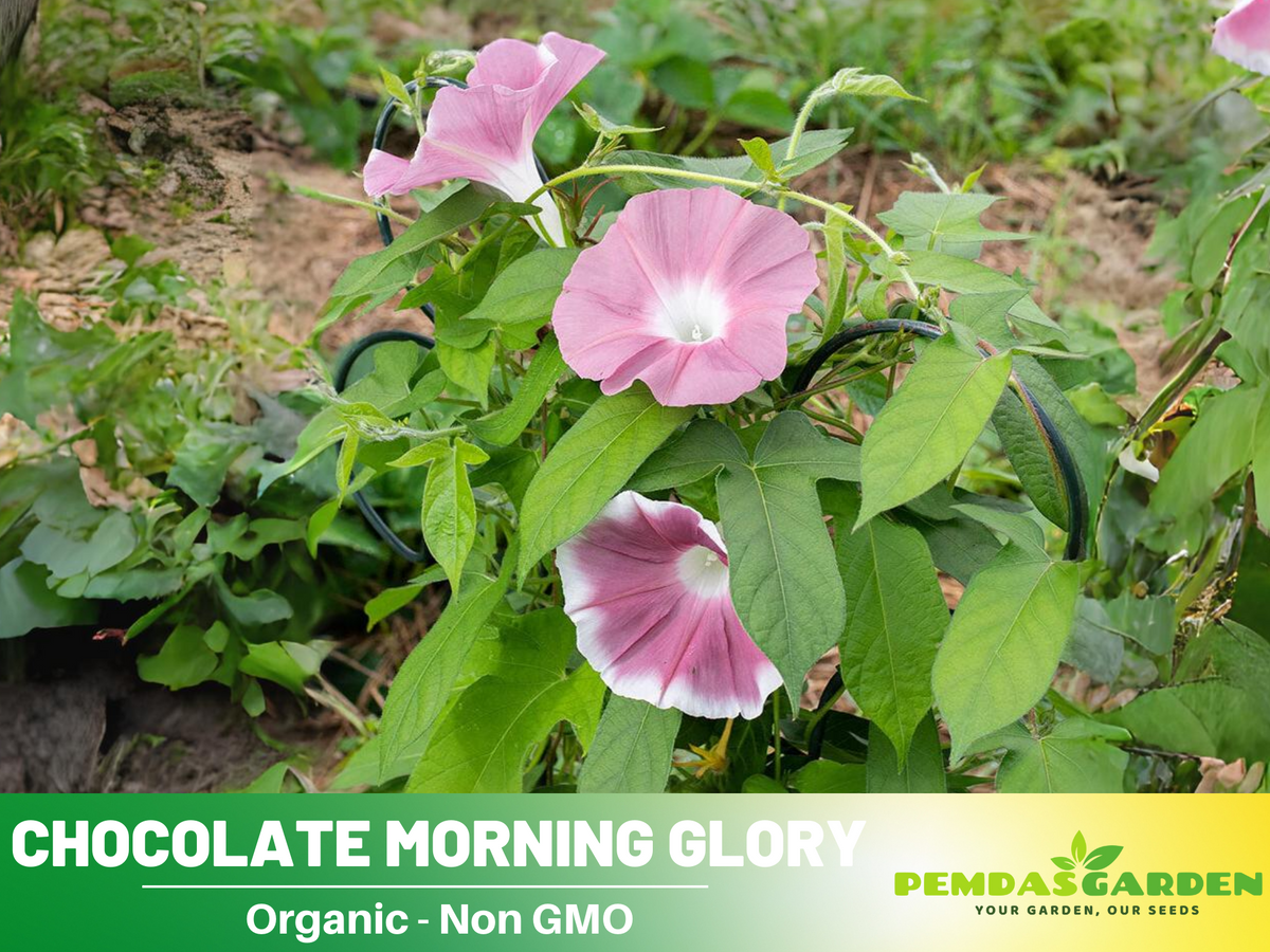30+ Rare Seeds - Chocolate Morning Glory Seeds