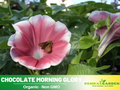30+ Rare Seeds| Chocolate morning glory Seeds- Ipomoea Climbing Vine Fast Growing Annual Flower with Colorful Blooms for Garden Trellis Fence, Attracts Hummingbirds And Butterflies #F012