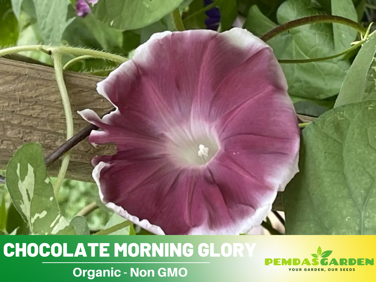 30+ Rare Seeds - Chocolate Morning Glory Seeds
