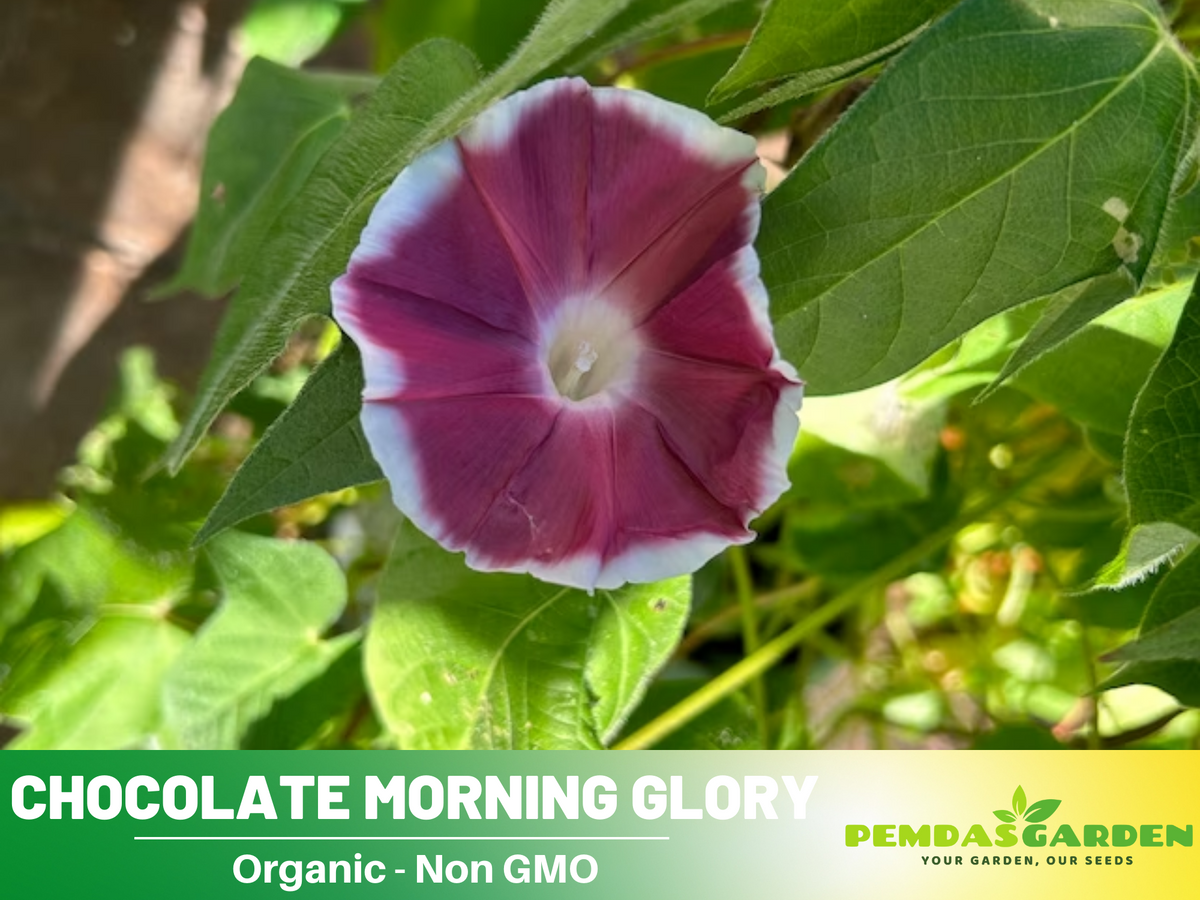 30+ Rare Seeds - Chocolate Morning Glory Seeds