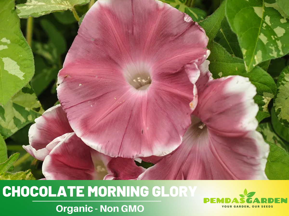 30+ Rare Seeds - Chocolate Morning Glory Seeds