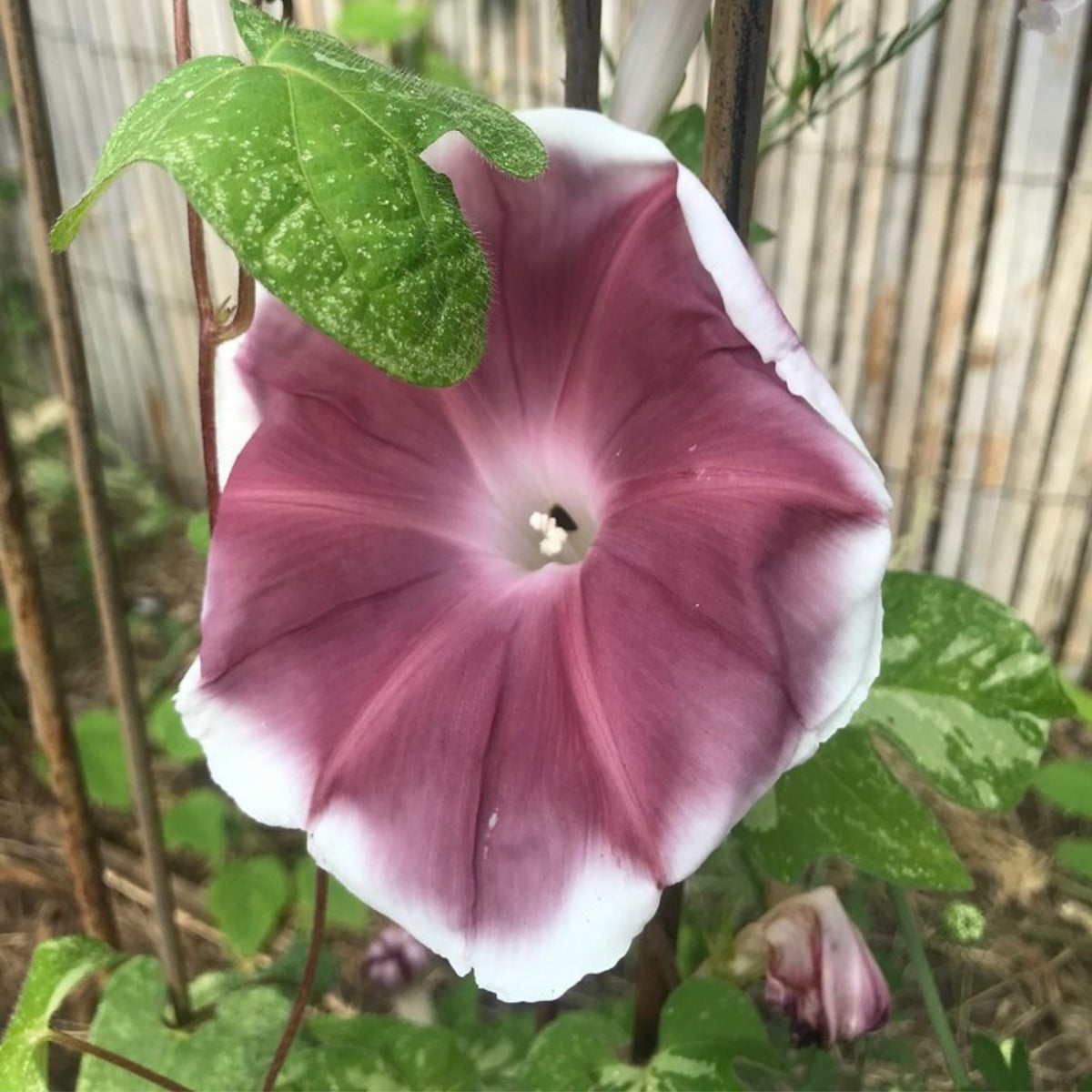 30+ Rare Seeds-Chocolate Morning Glory Seeds