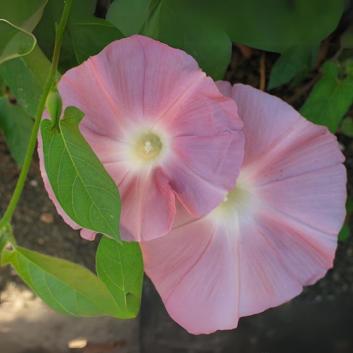 30+ Rare Seeds-Chocolate Morning Glory Seeds