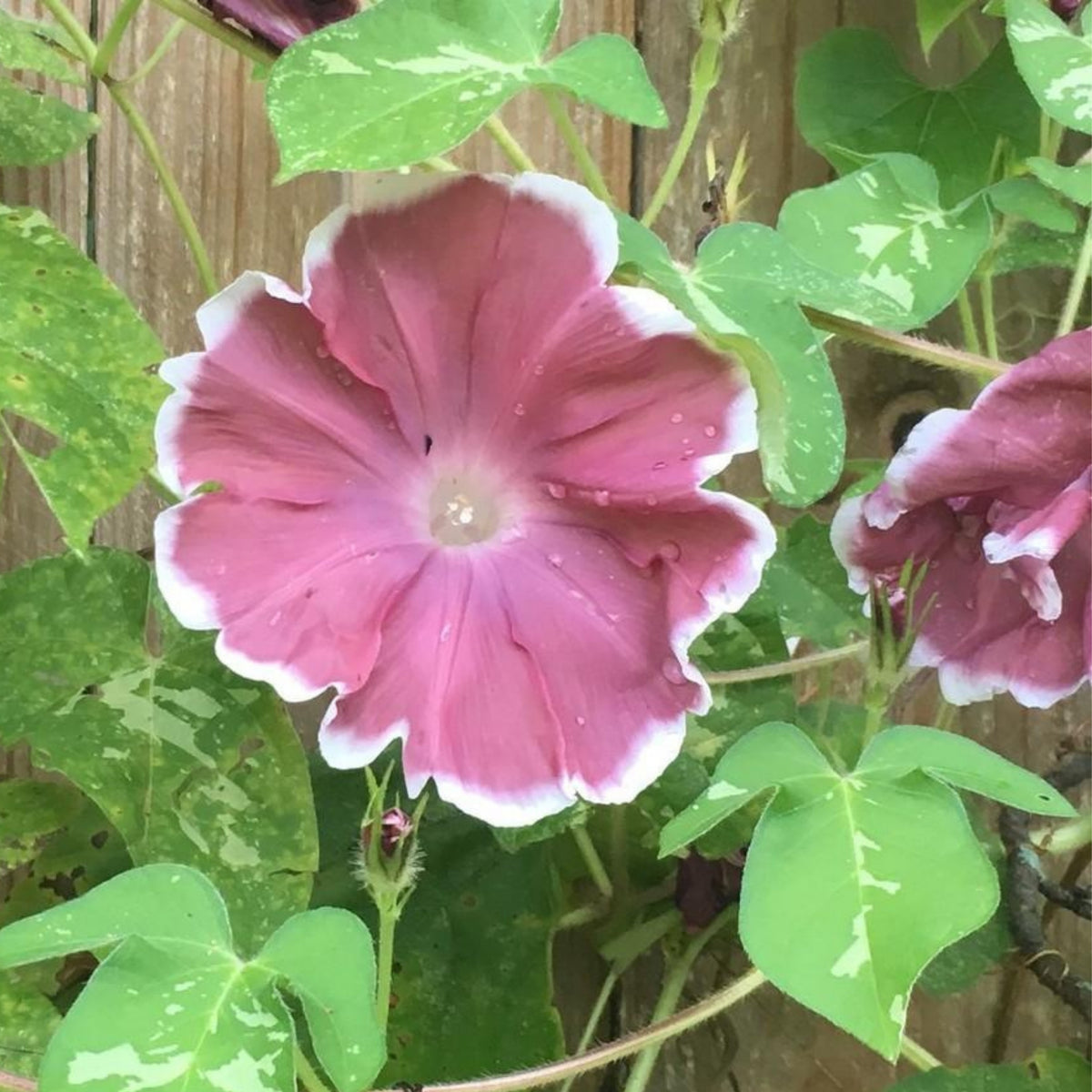 30+ Rare Seeds-Chocolate Morning Glory Seeds