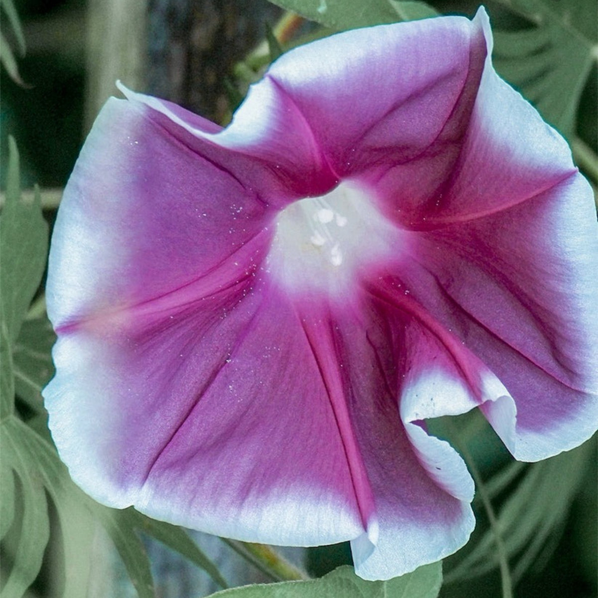 30+ Rare Seeds-Chocolate Morning Glory Seeds