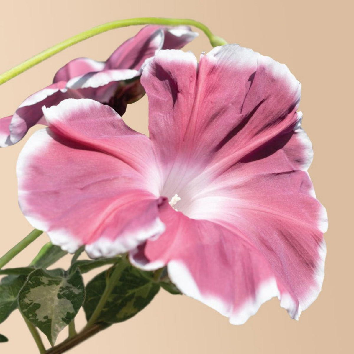 30+ Rare Seeds-Chocolate Morning Glory Seeds
