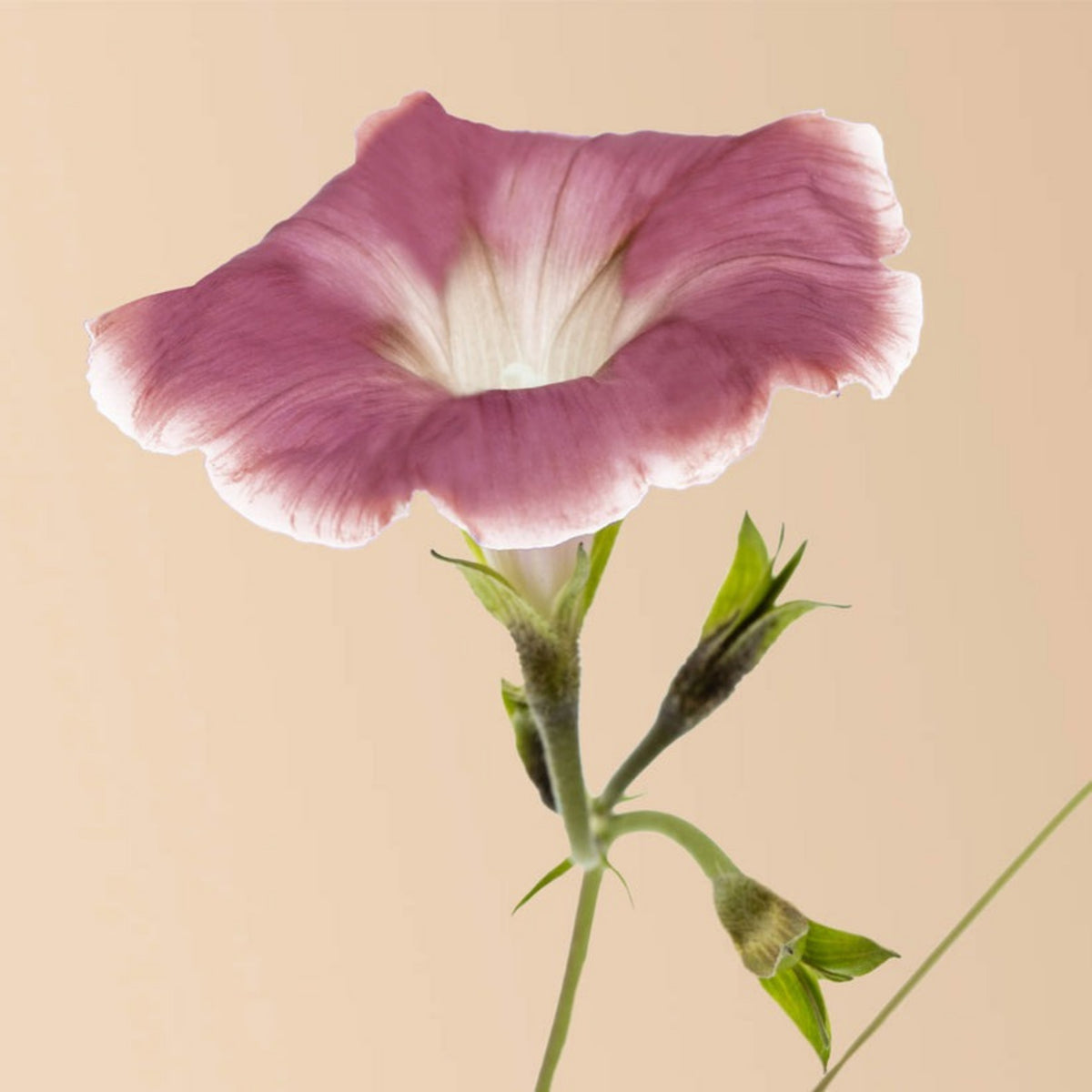 30+ Rare Seeds-Chocolate Morning Glory Seeds