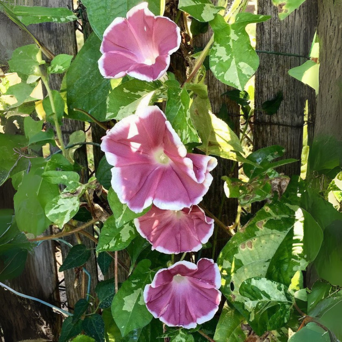 30+ Rare Seeds-Chocolate Morning Glory Seeds