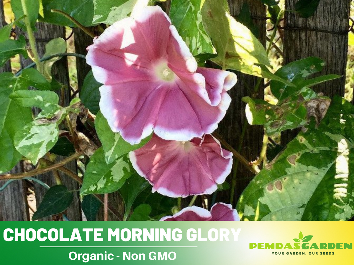 30+ Rare Seeds - Chocolate Morning Glory Seeds