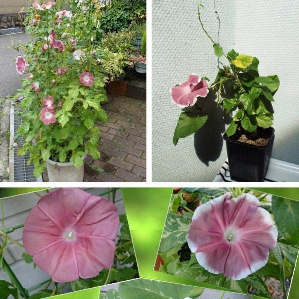 30+ Rare Seeds-Chocolate Morning Glory Seeds