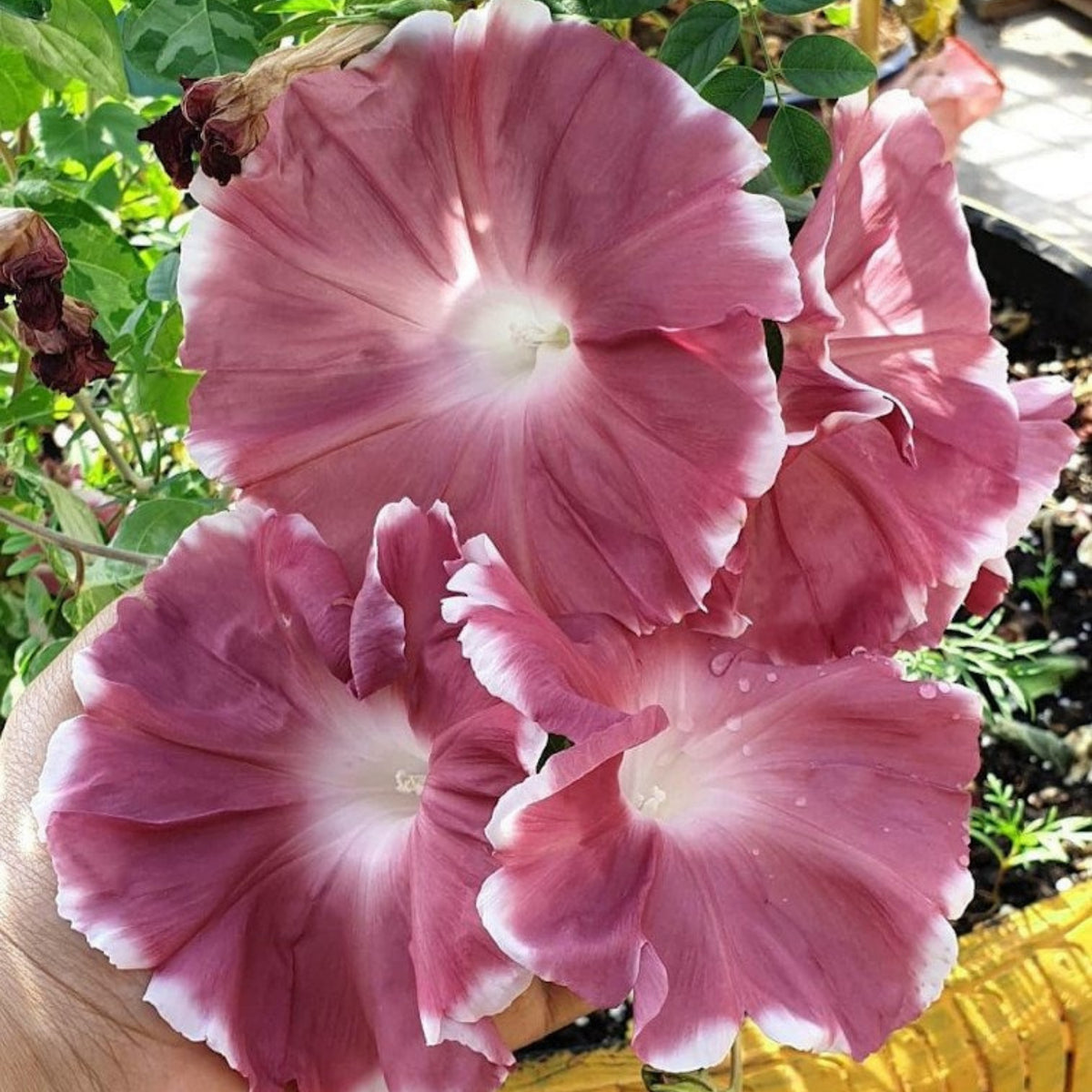 30+ Rare Seeds-Chocolate Morning Glory Seeds