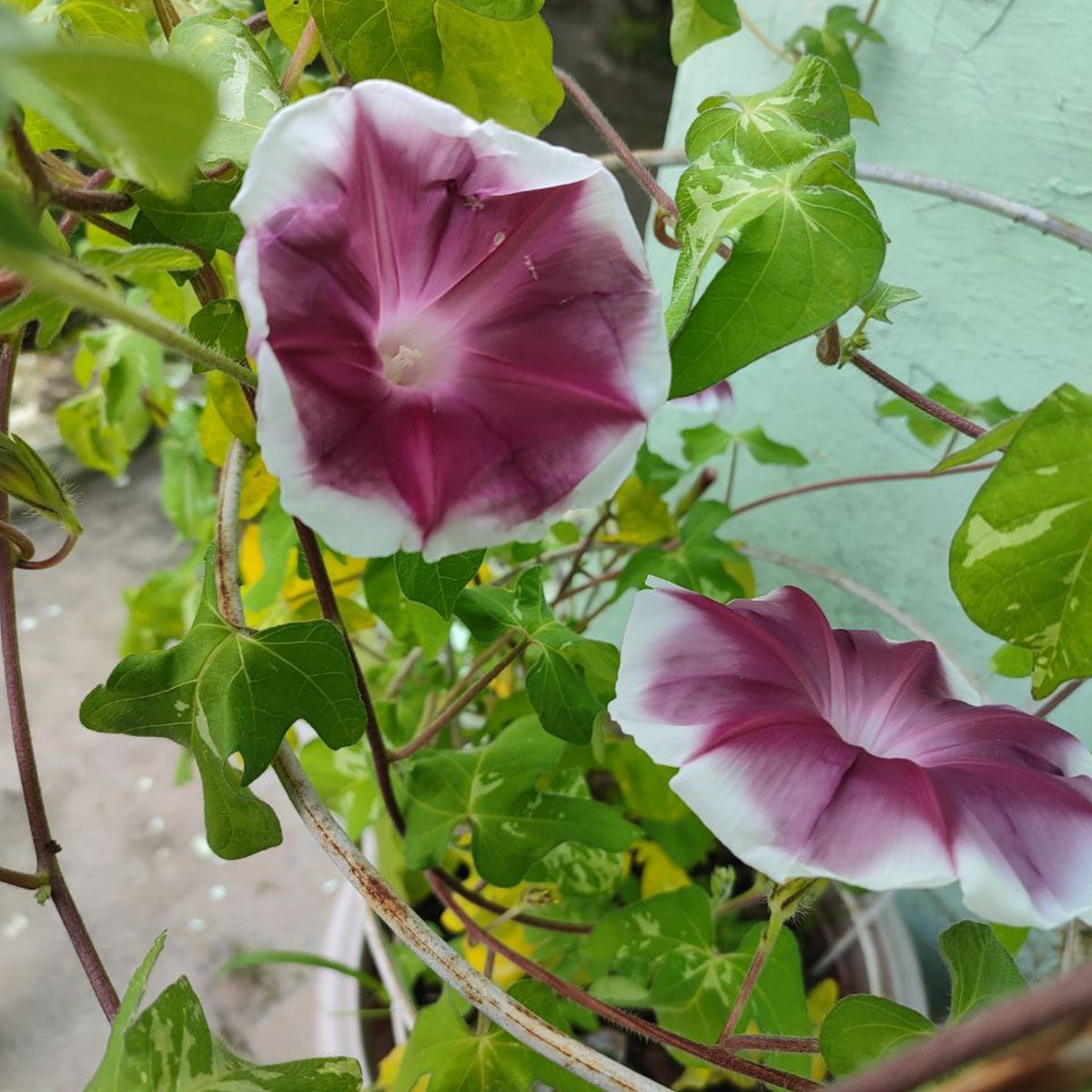 30+ Rare Seeds-Chocolate Morning Glory Seeds