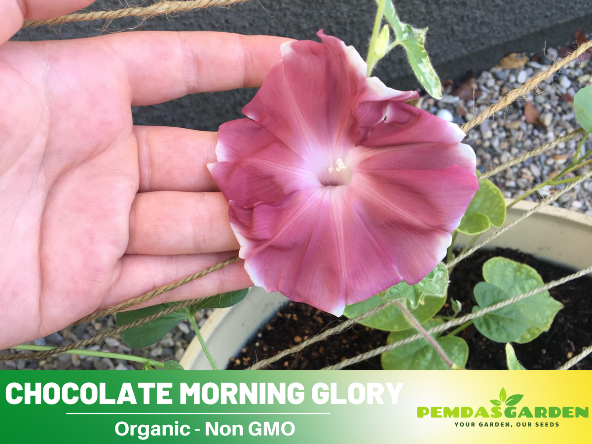 30+ Rare Seeds - Chocolate Morning Glory Seeds