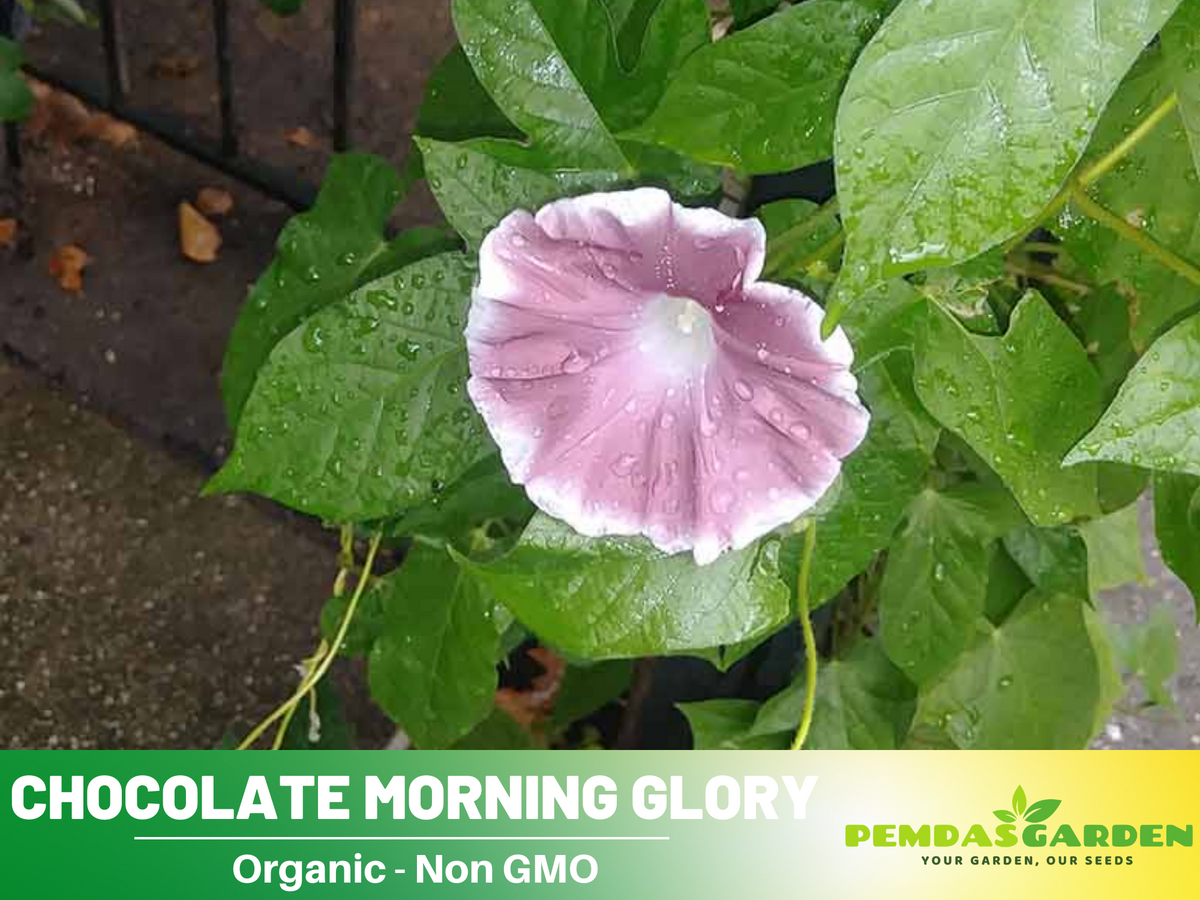 30+ Rare Seeds| Chocolate morning glory Seeds #F012