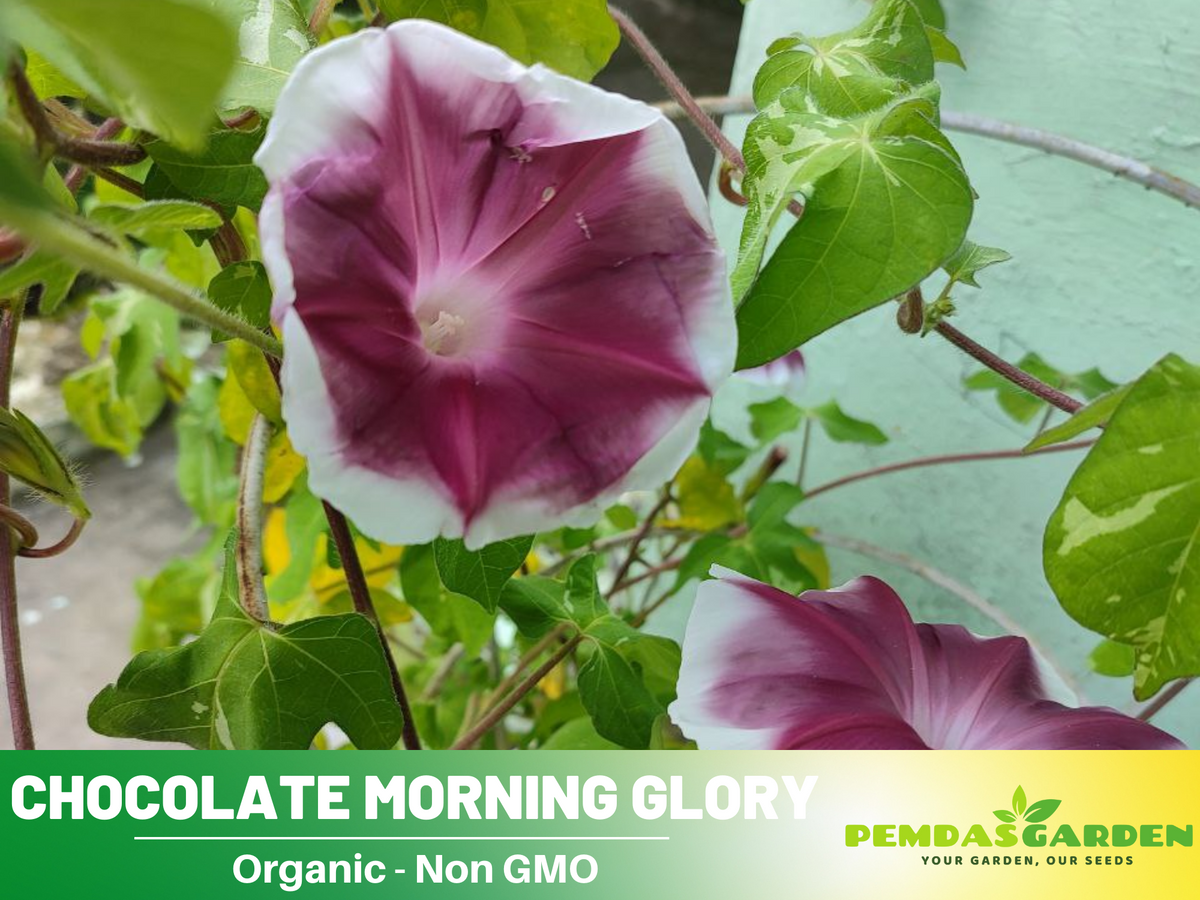 30+ Rare Seeds - Chocolate Morning Glory Seeds