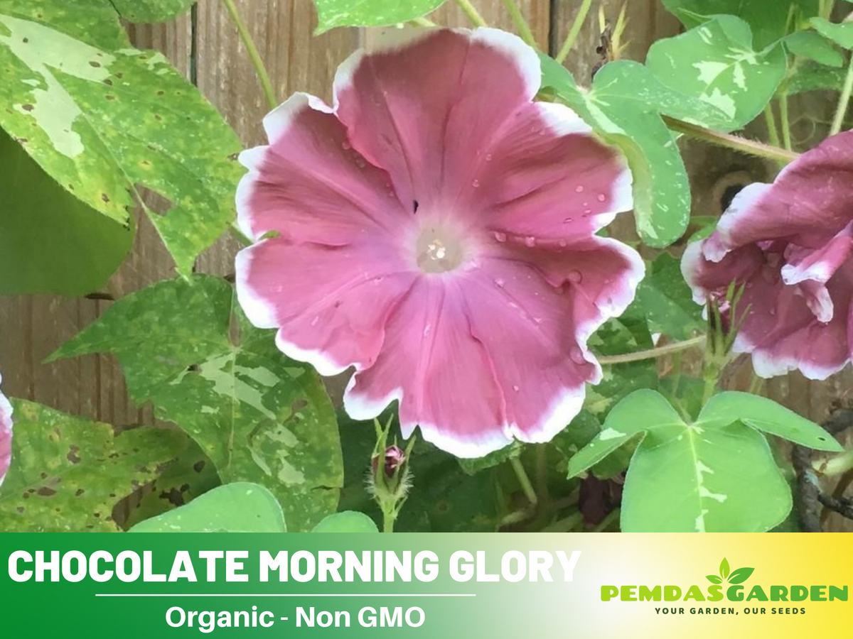 30+ Rare Seeds - Chocolate Morning Glory Seeds