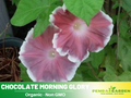 30+ Rare Seeds-Chocolate morning glory Seeds- Ipomoea Climbing Vine Fast Growing Annual Flower with Colorful Blooms for Garden Trellis Fence, Attracts Hummingbirds And Butterflies #F012