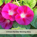 30+ Rare Seeds - Pink Crimson glory Seeds- Ipomoea Climbing Vine Fast Growing Annual Flower with Colorful Blooms for Garden Trellis Fence, Attracts Hummingbirds And Butterflies #F013