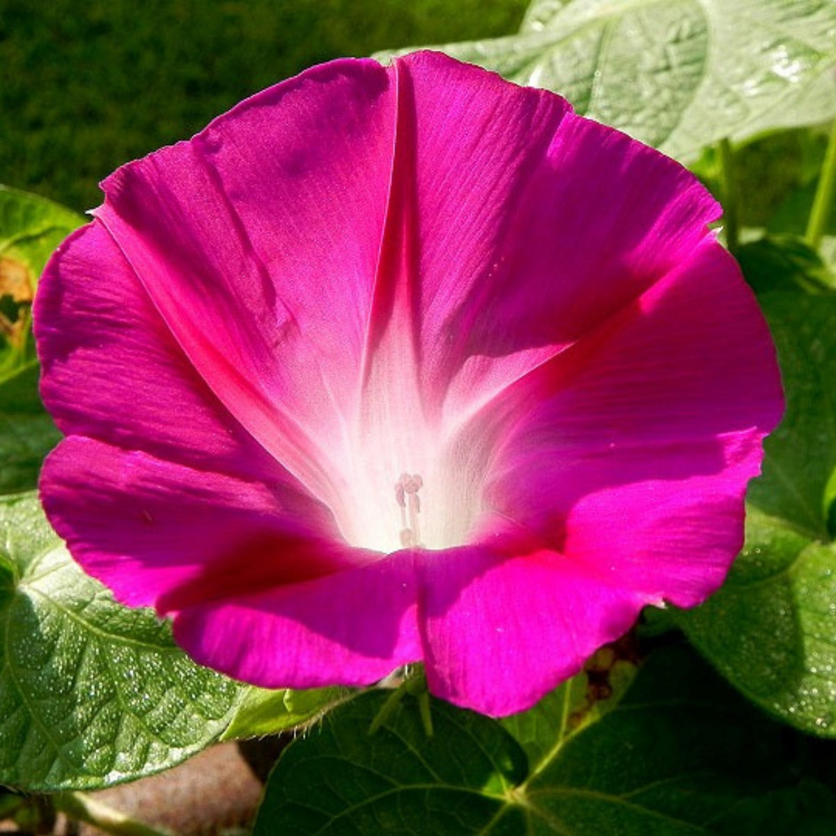 30+ Rare Seeds - Pink Crimson Glory Seeds