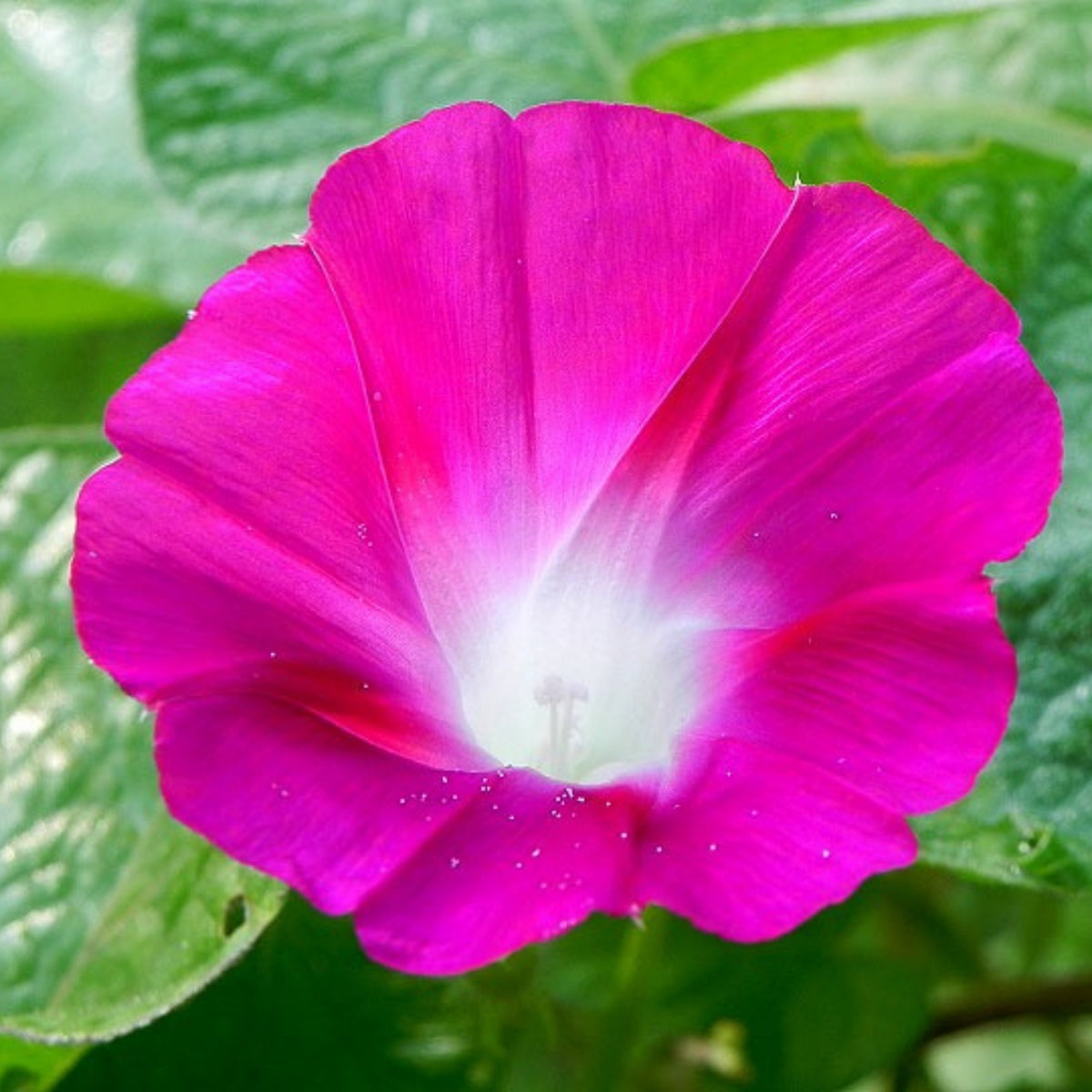 30+ Rare Seeds - Pink Crimson Glory Seeds