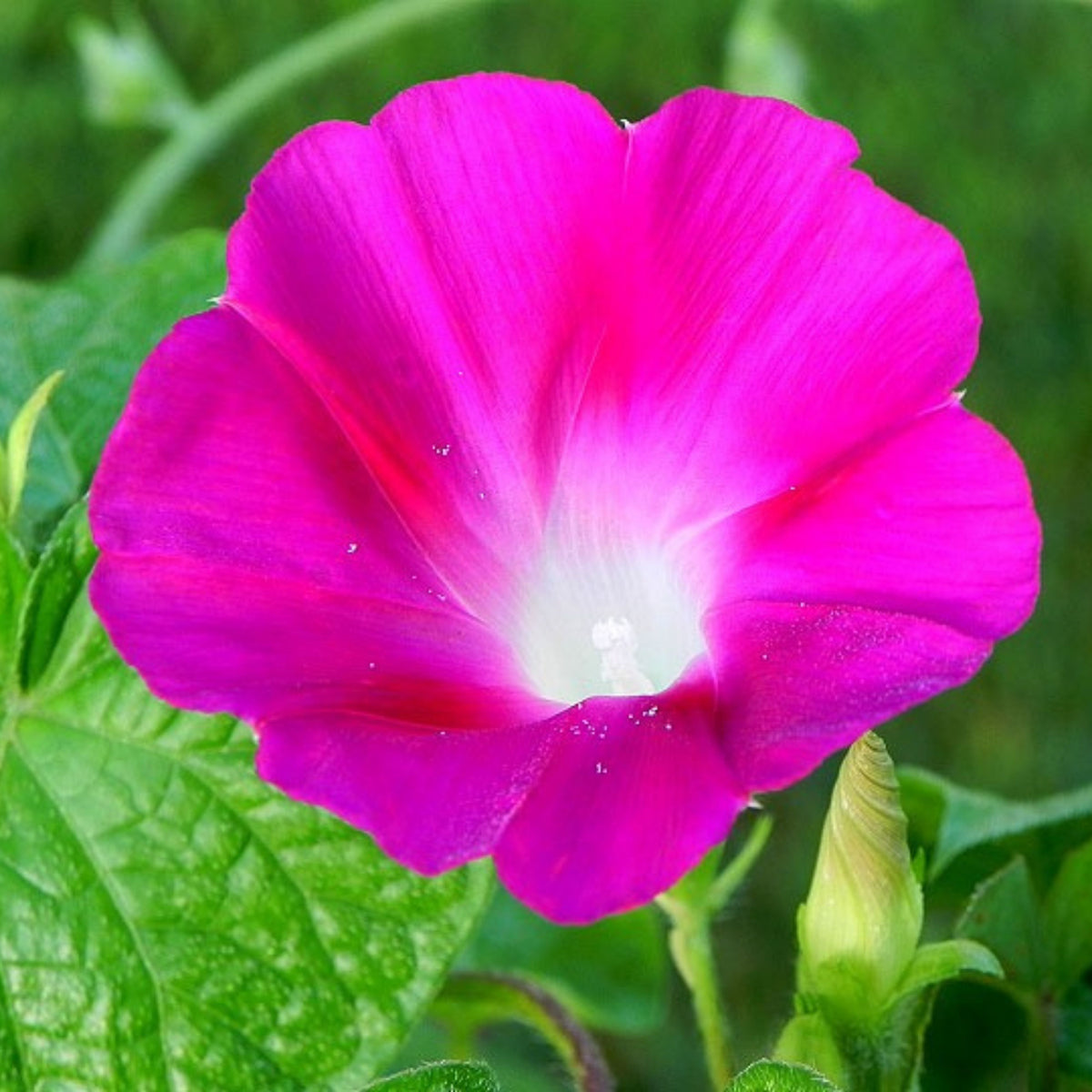 Pink Crimson Rambler Morning Glory Seeds - Climbing Vine, 30+ seeds