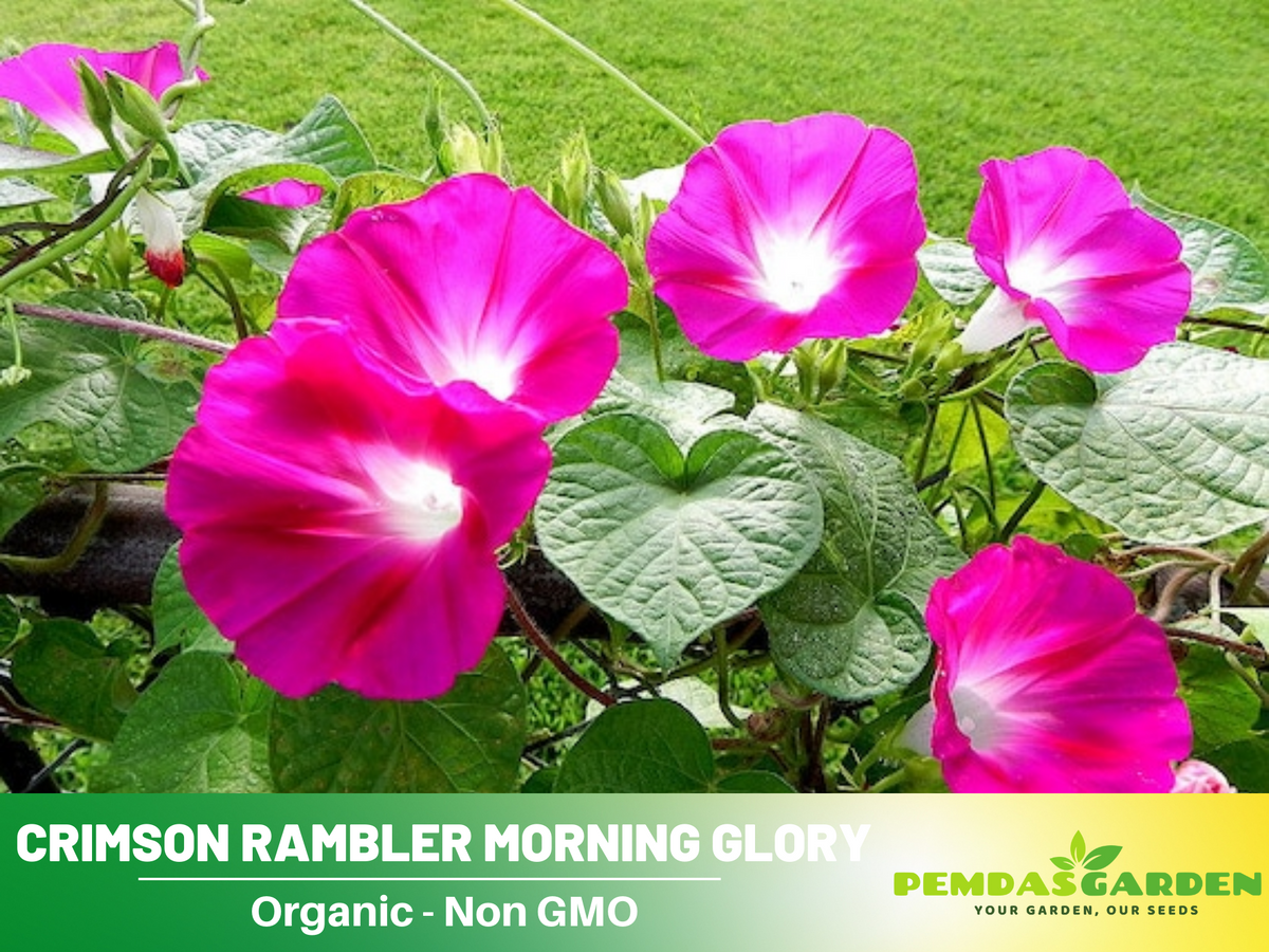 30+ Rare Seeds| Pink Crimson Rambler morning glory Seeds #F013