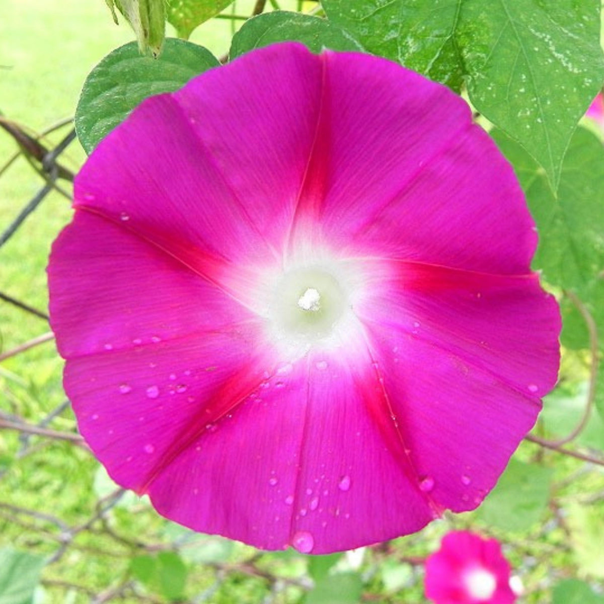 Pink Crimson Rambler Morning Glory Seeds - Climbing Vine, 30+ seeds