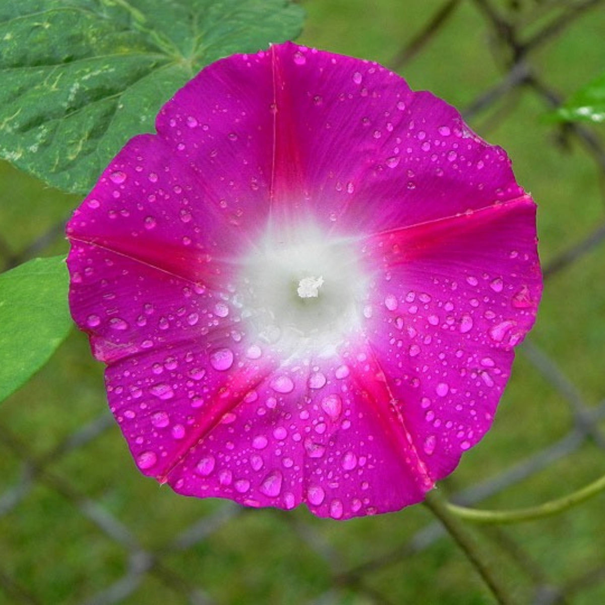 Pink Crimson Rambler Morning Glory Seeds - Climbing Vine, 30+ seeds