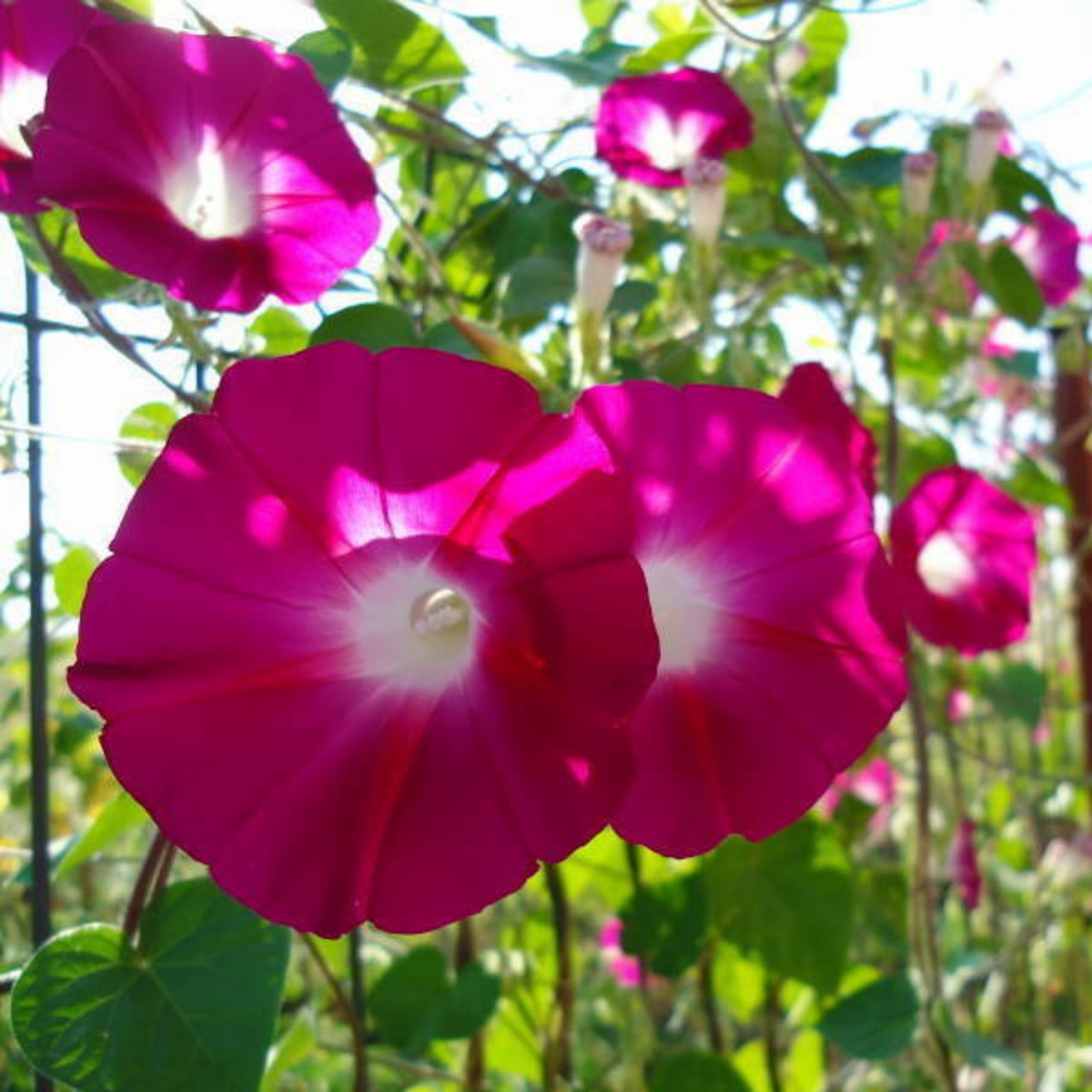 Pink Crimson Rambler Morning Glory Seeds - Climbing Vine, 30+ seeds