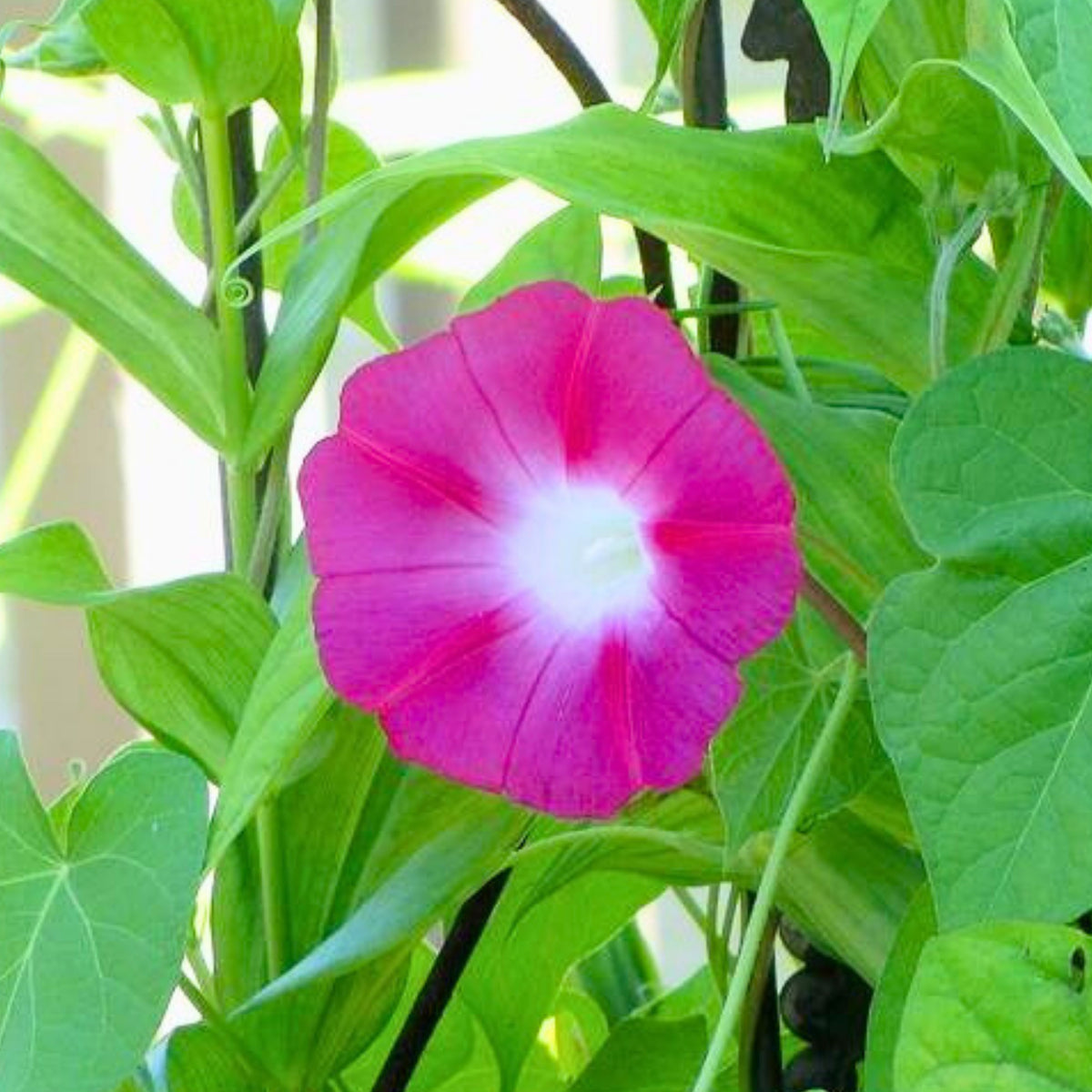 Pink Crimson Rambler Morning Glory Seeds - Climbing Vine, 30+ seeds