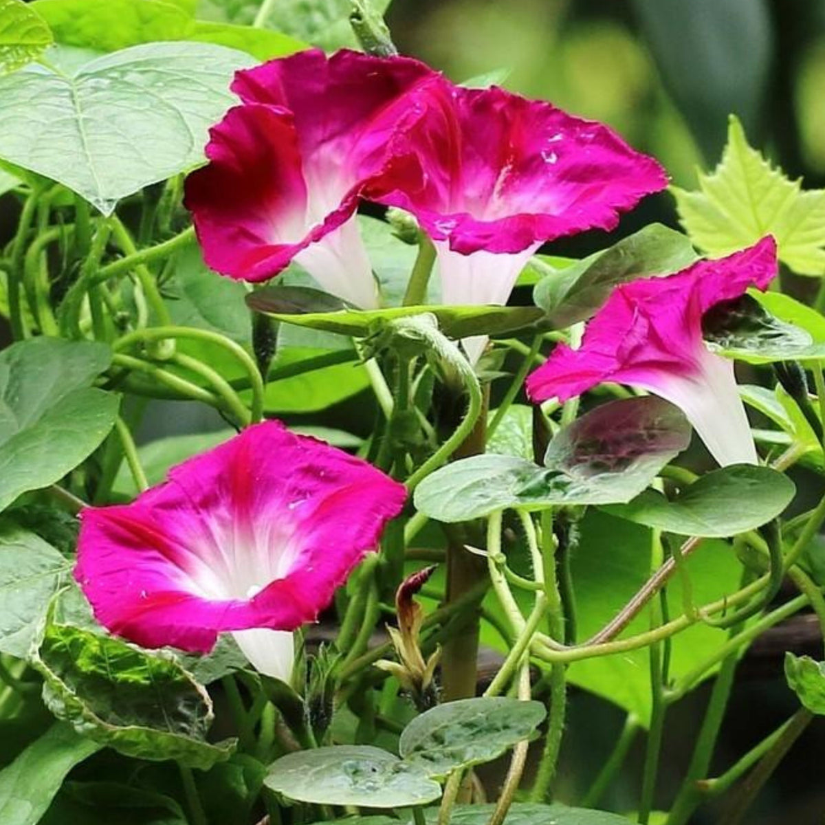Pink Crimson Rambler Morning Glory Seeds - Climbing Vine, 30+ seeds