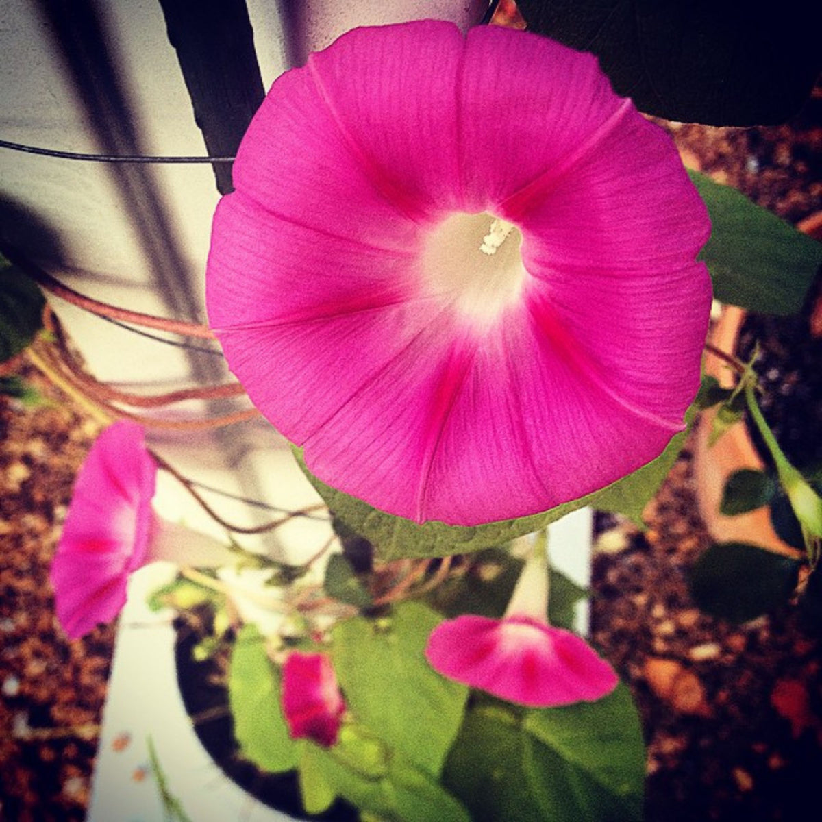 Pink Crimson Rambler Morning Glory Seeds - Climbing Vine, 30+ seeds
