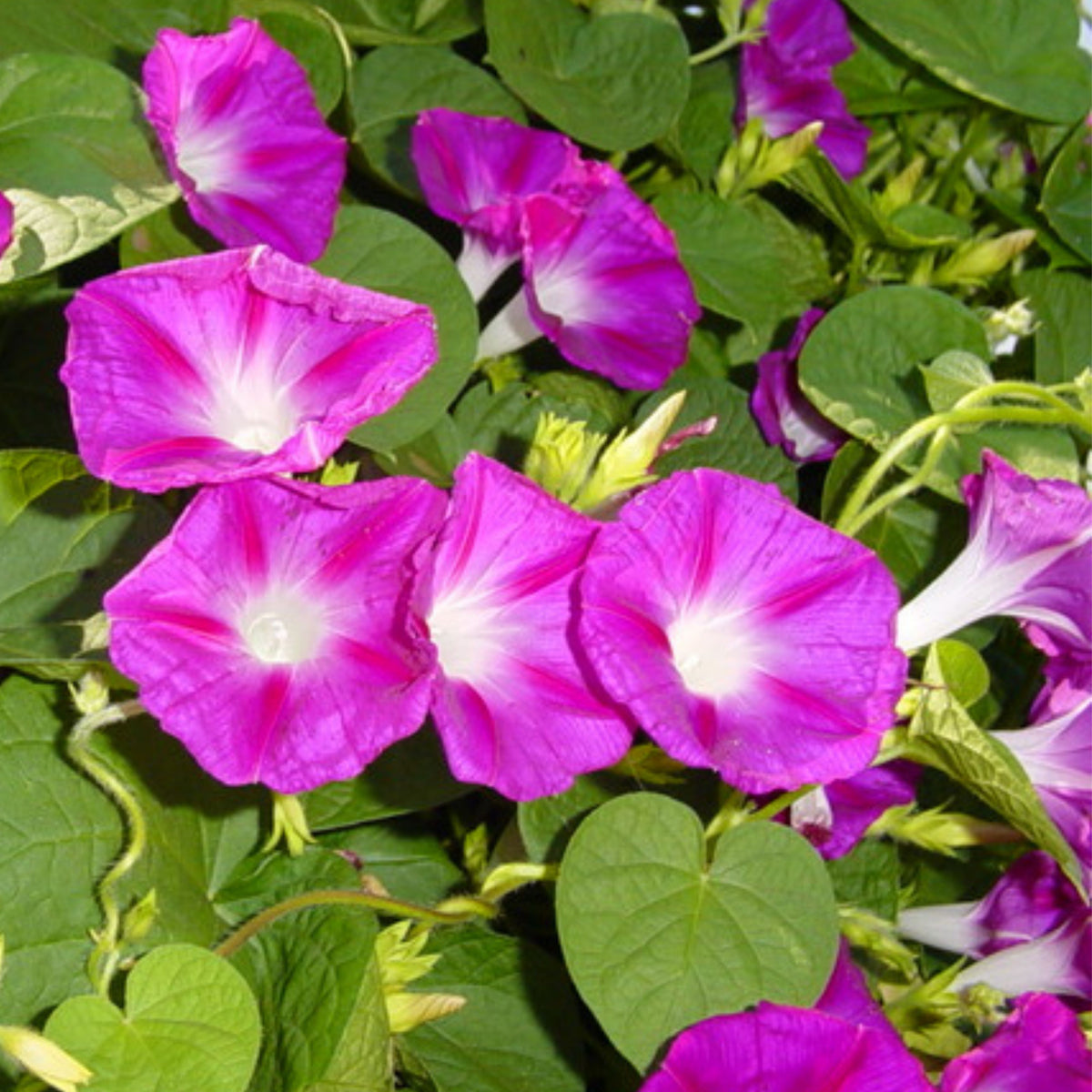 Pink Crimson Rambler Morning Glory Seeds - Climbing Vine, 30+ seeds