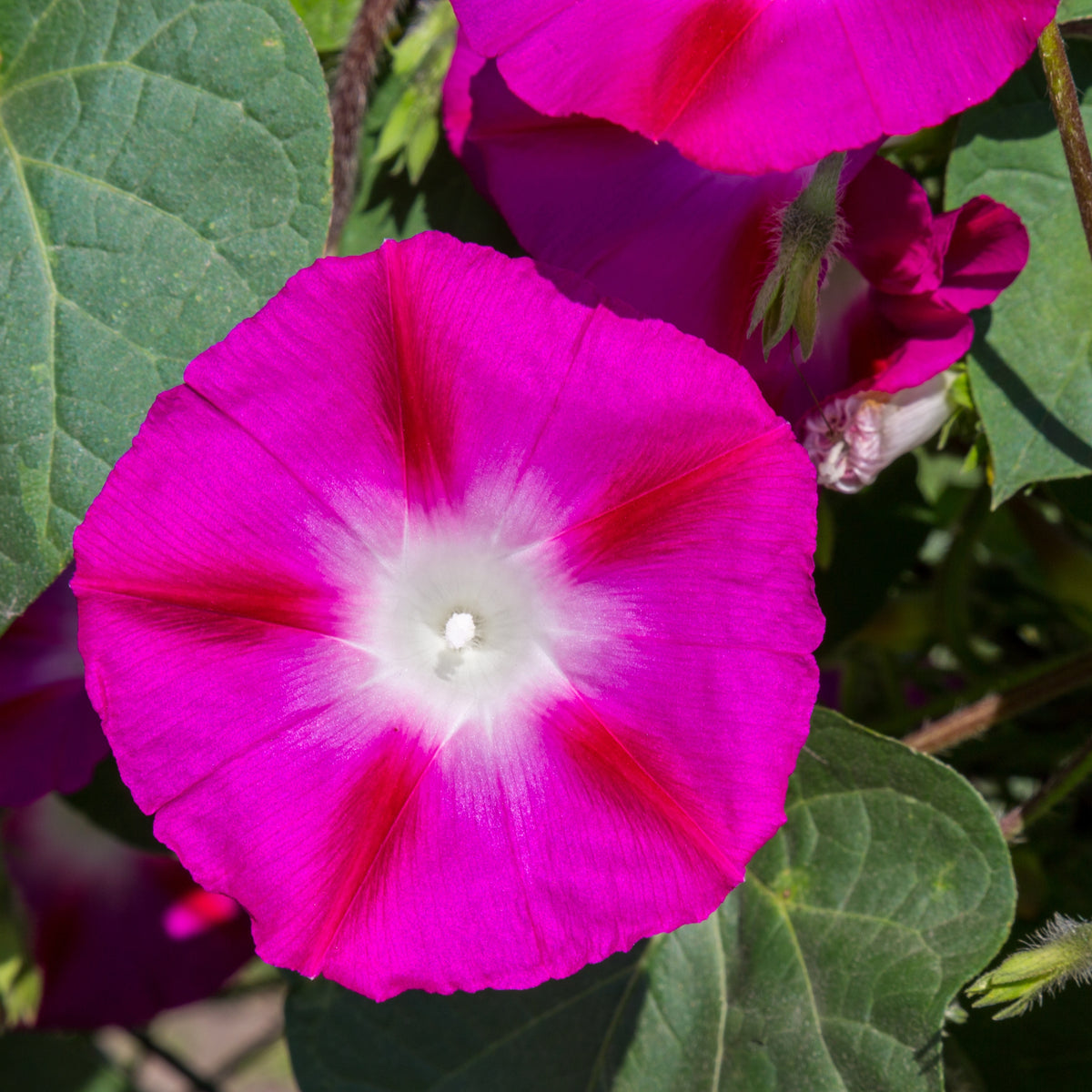 30+ Rare Seeds - Pink Crimson Glory Seeds