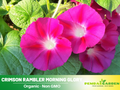 30+ Rare Seeds| Pink Crimson Rambler morning glory Seeds - Ipomoea Climbing Vine Fast Growing Annual Flower with Colorful Blooms for Garden Trellis Fence, Attracts Hummingbirds And Butterflies#F013
