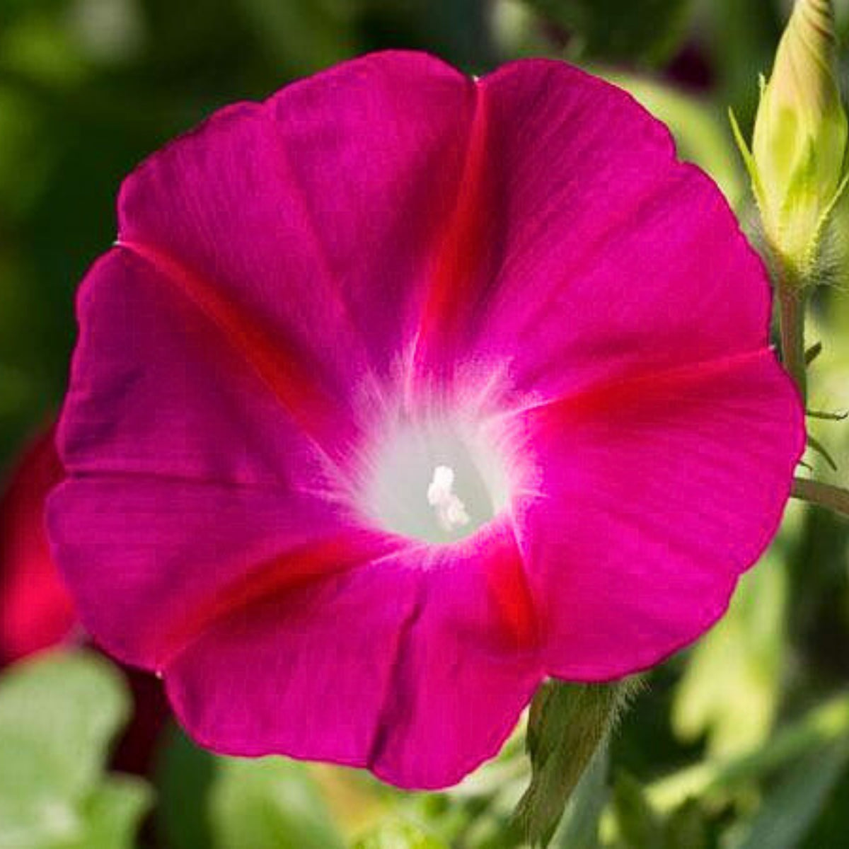 30+ Rare Seeds - Pink Crimson Glory Seeds